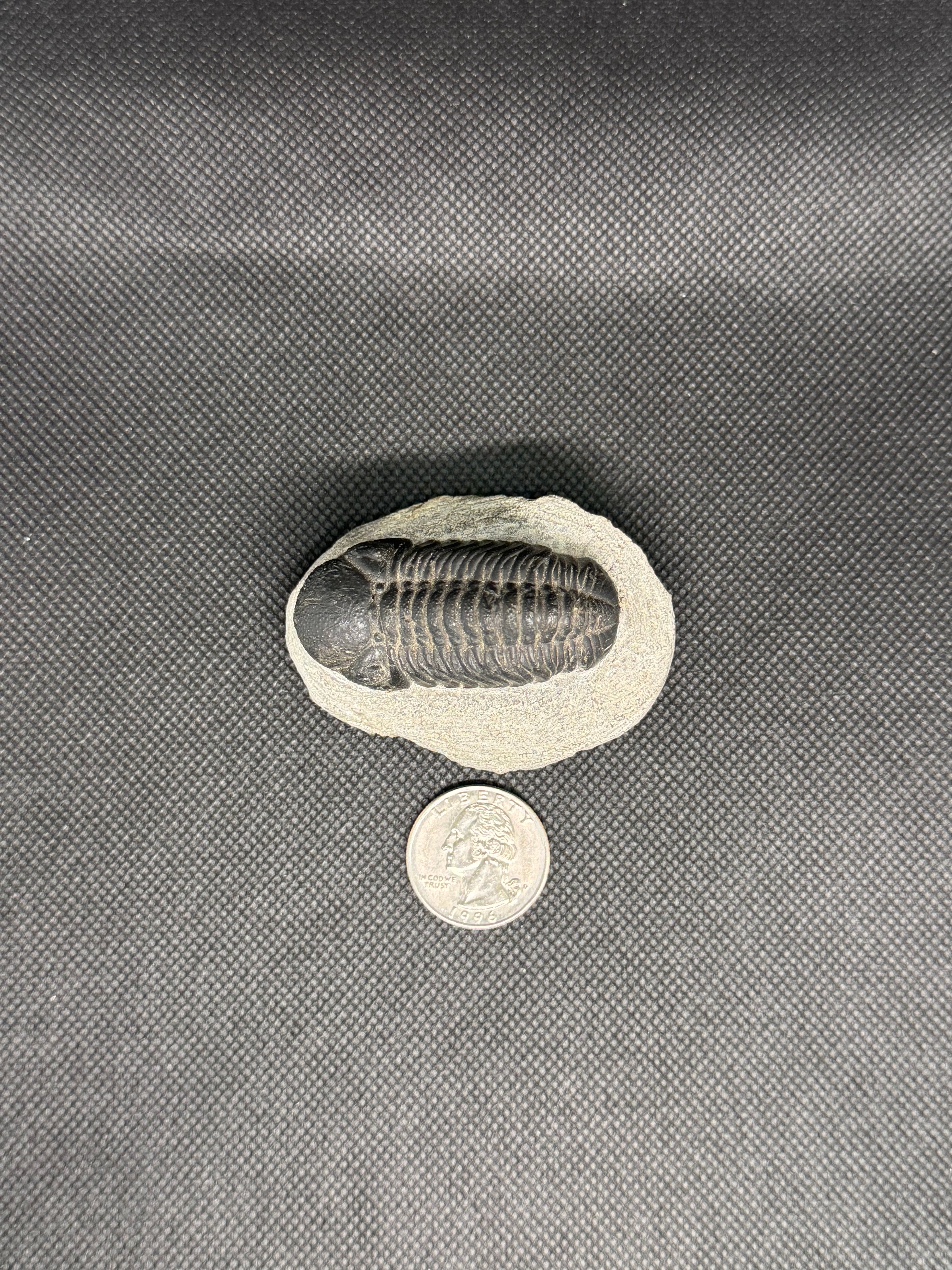 Trilobite