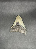 Megalodon