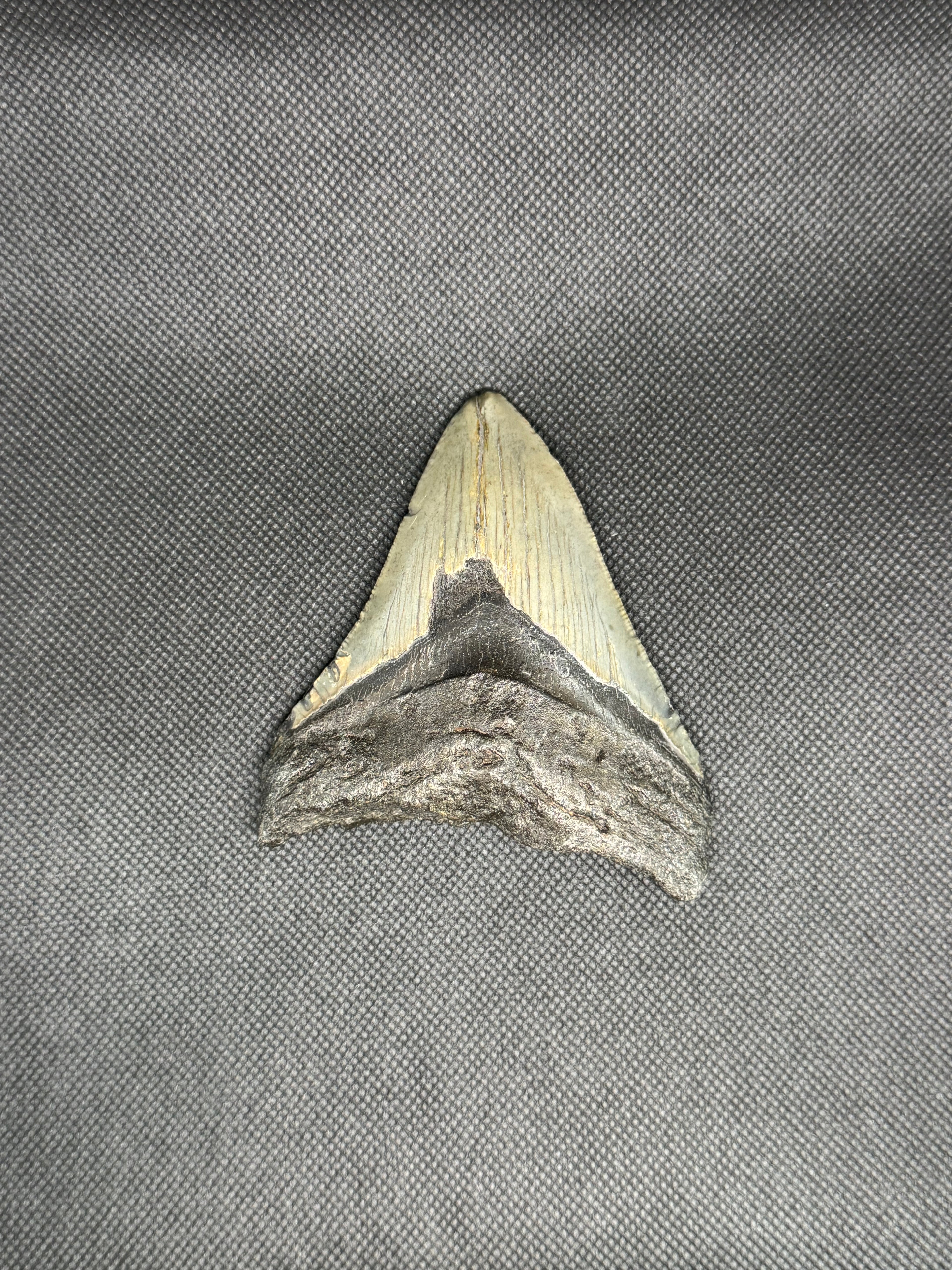 Megalodon
