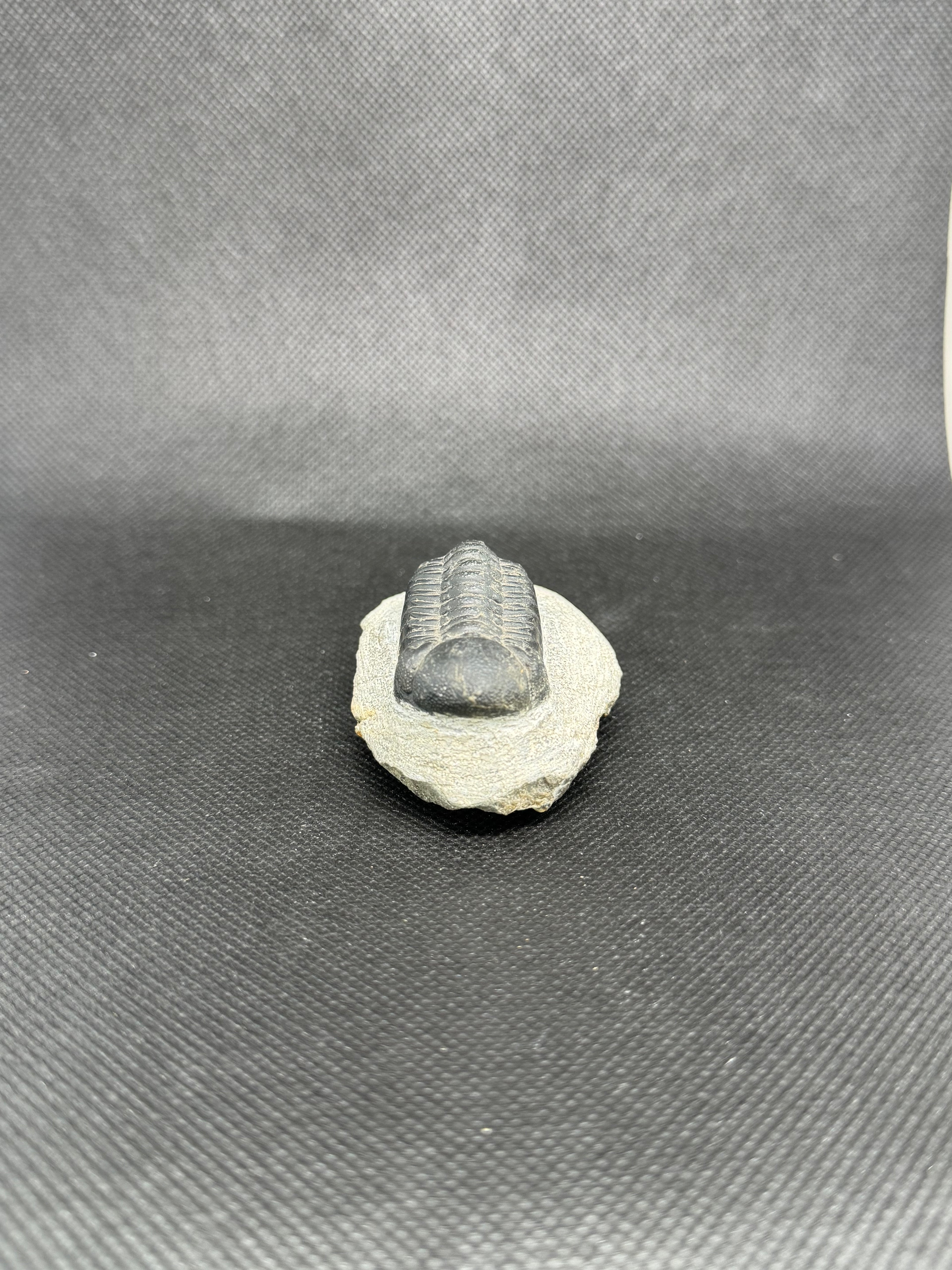 Trilobite