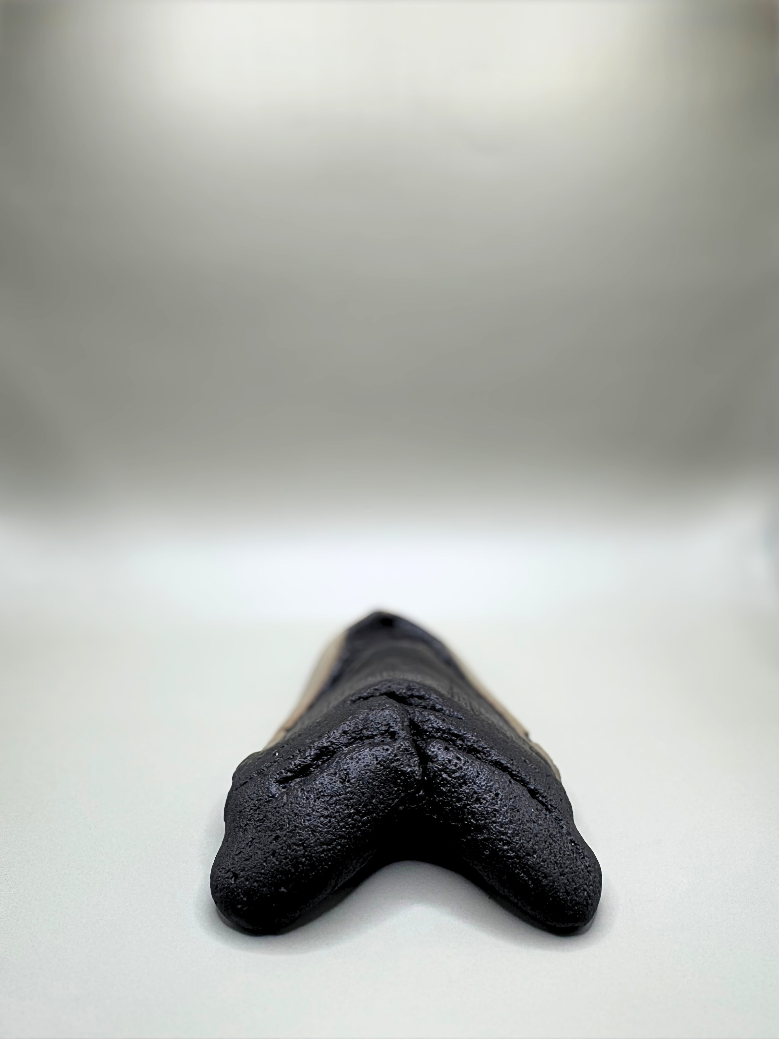 MEGALODON TOOTH