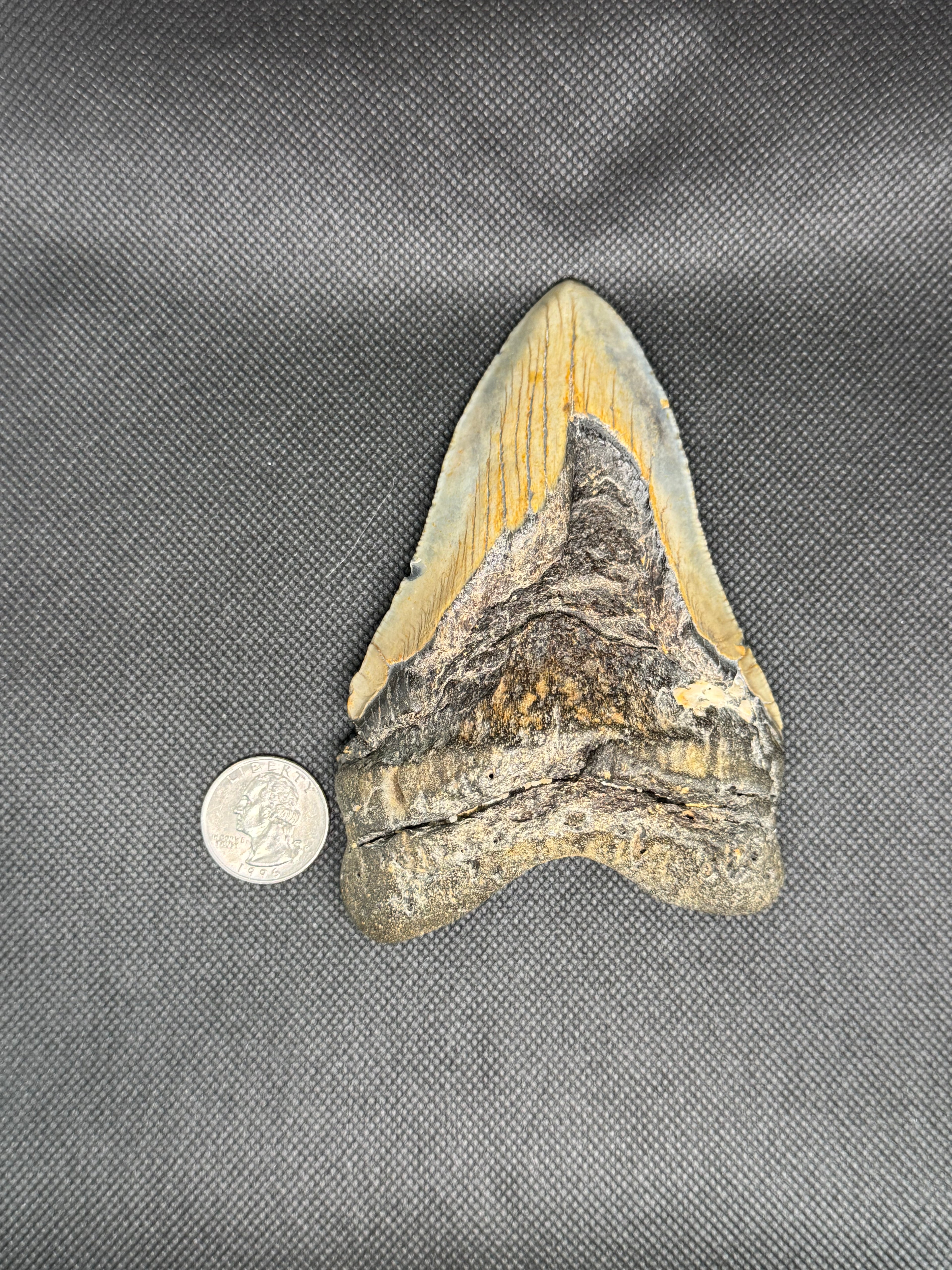 Megalodon
