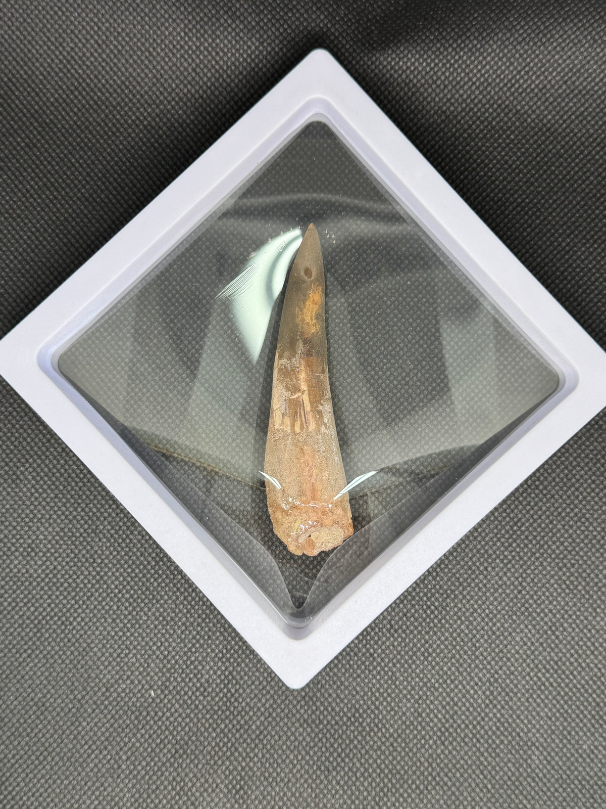 Spinosaurus Maroccanus