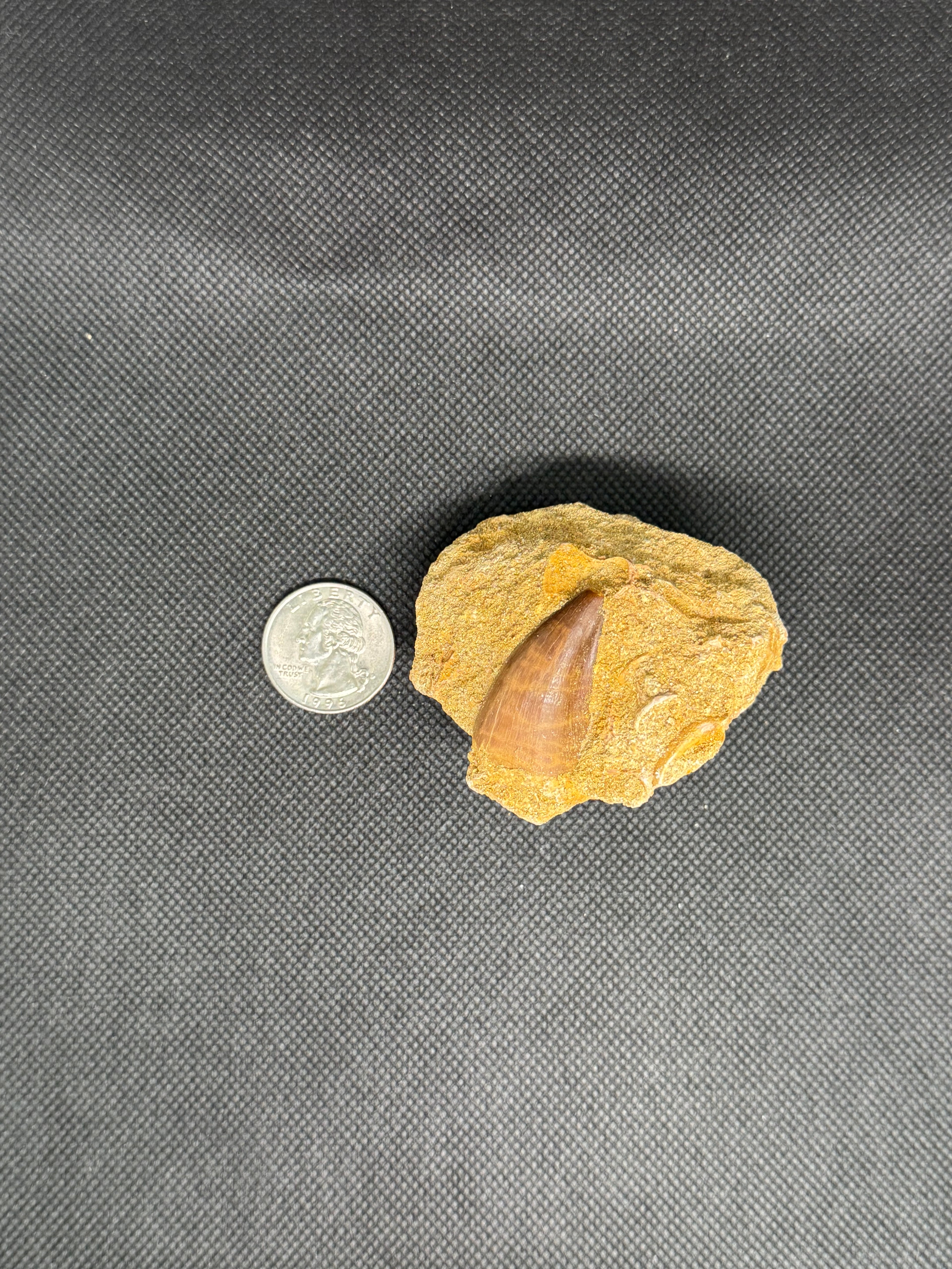 Reptile Mosasaur Tooth
