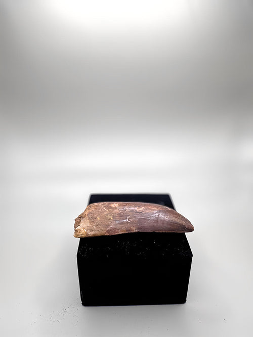 CARCHARODONTOSAURUS SAHARICUS (AFRICAN T. REX)