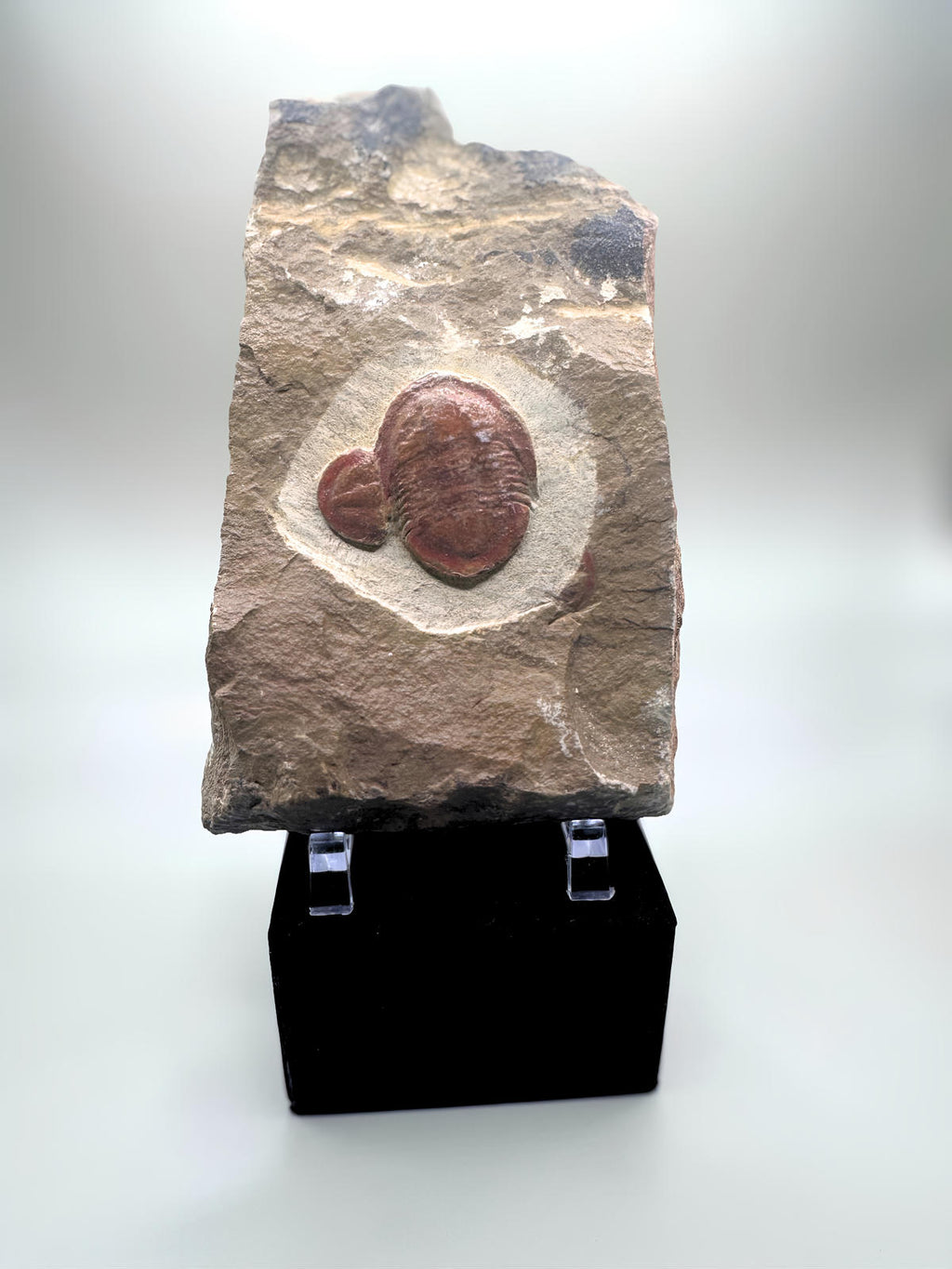Trilobite