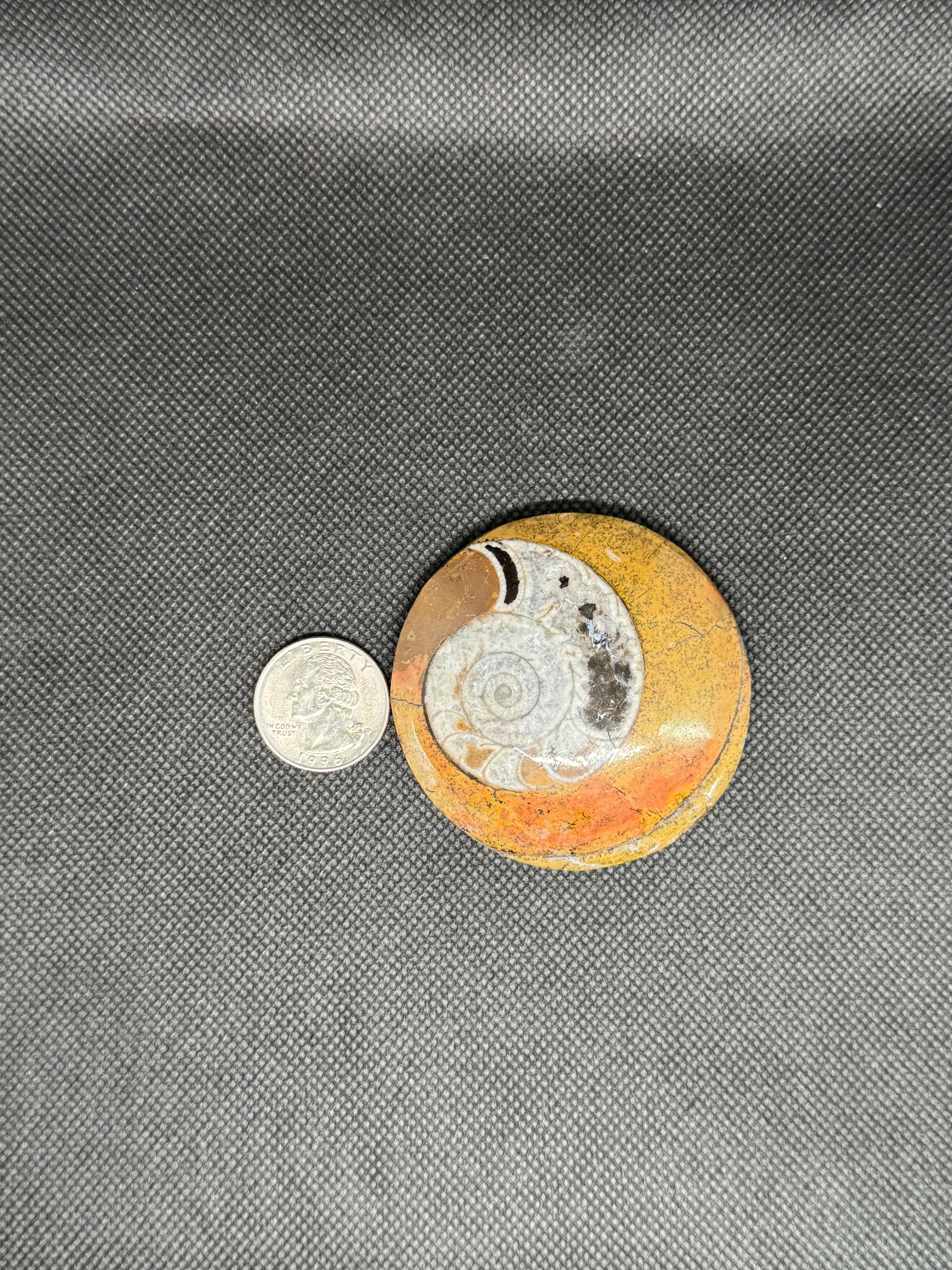 Ammonite