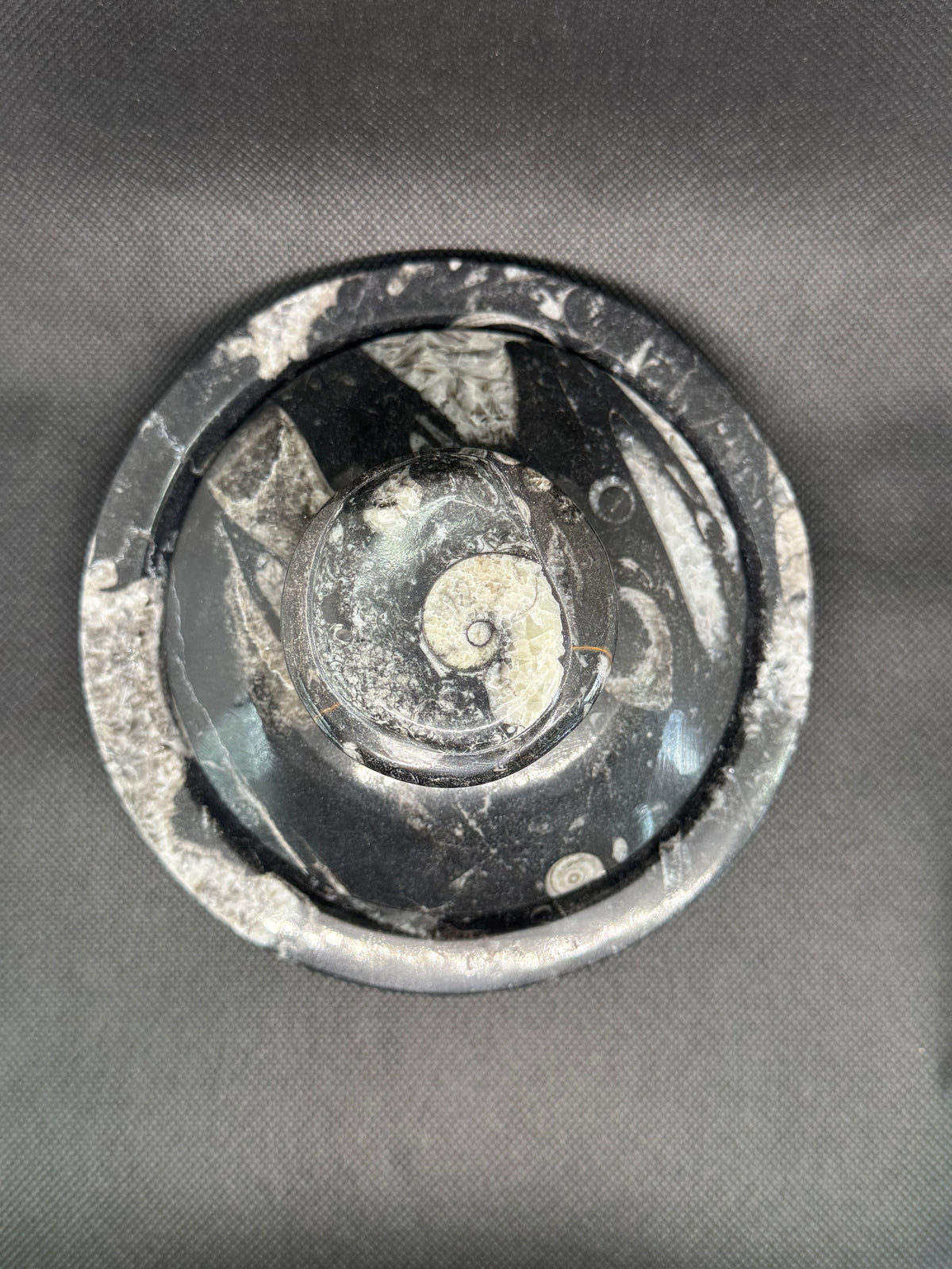 Fossil Box