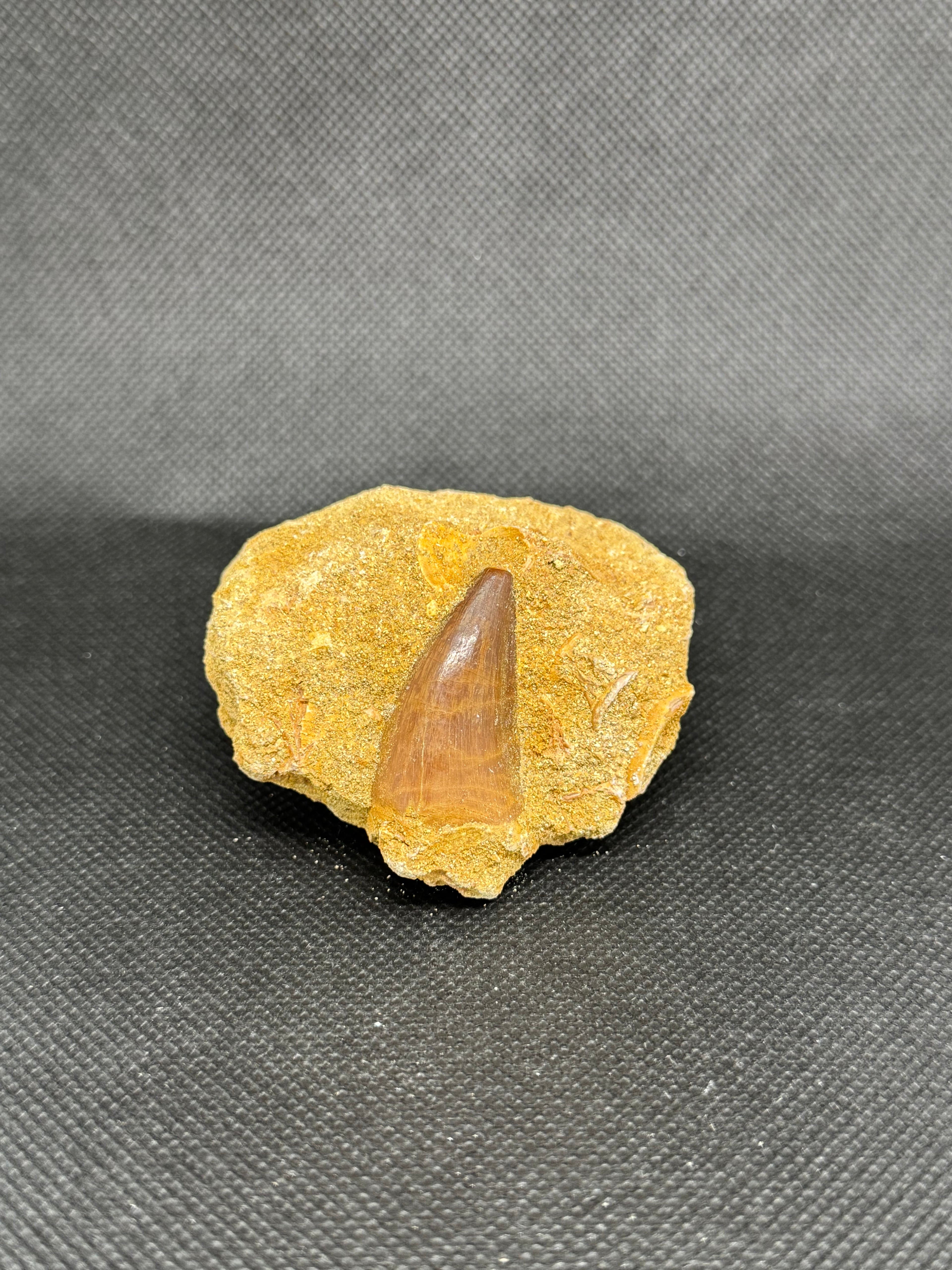 Reptile Mosasaur Tooth