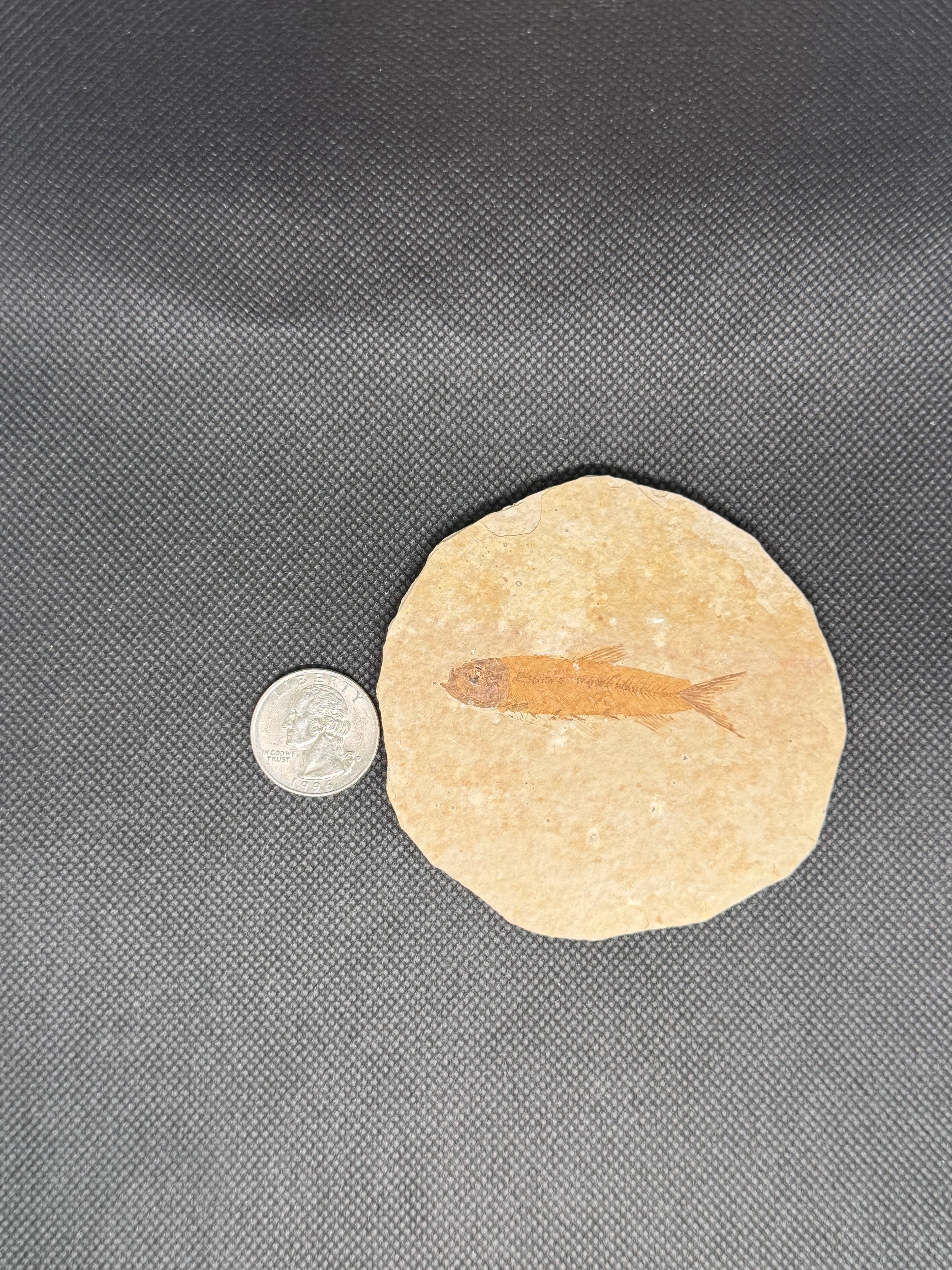 Fish Fossil