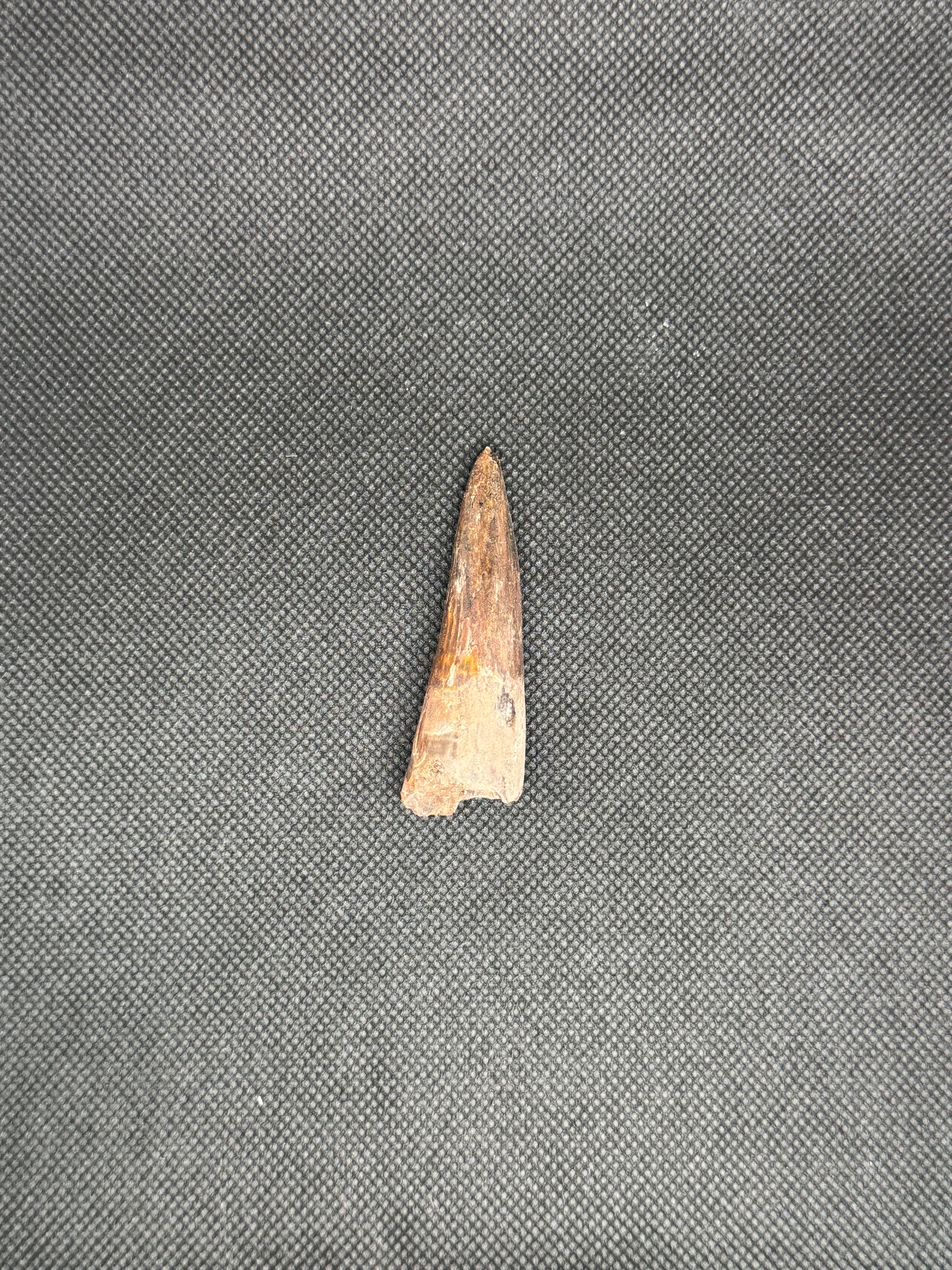 Spinosaurus Maroccanus
