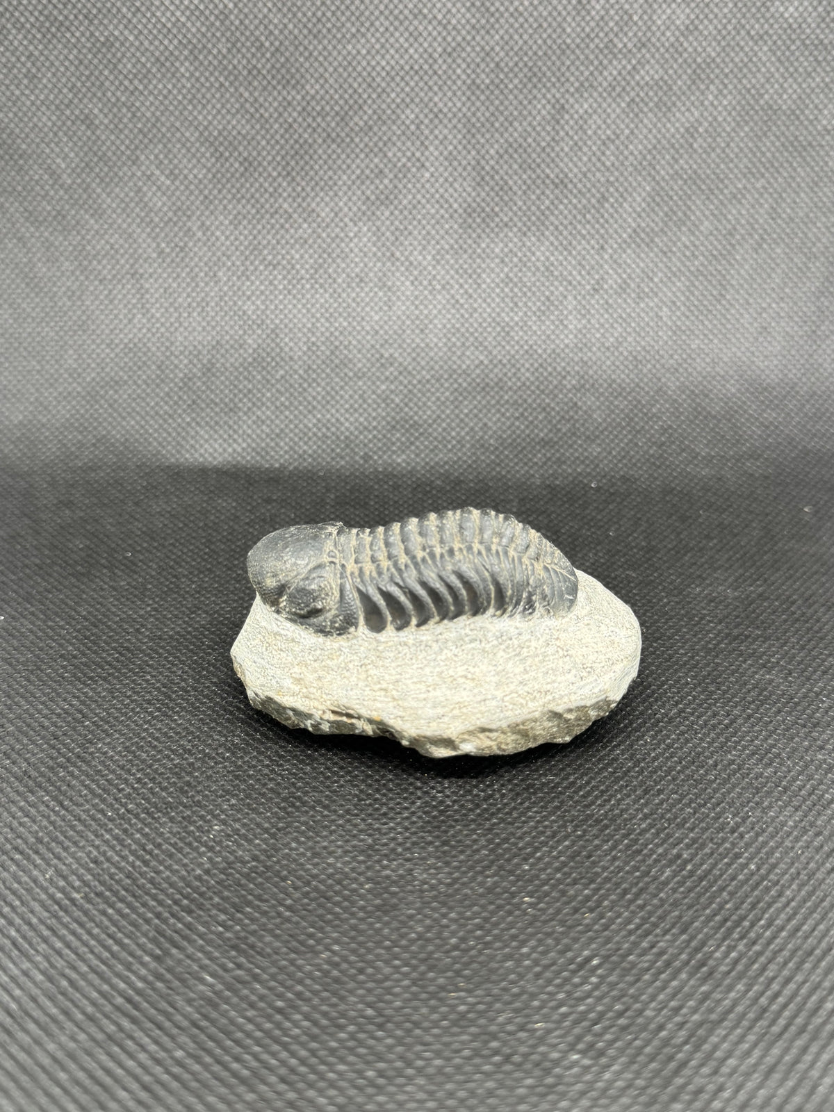 Trilobite