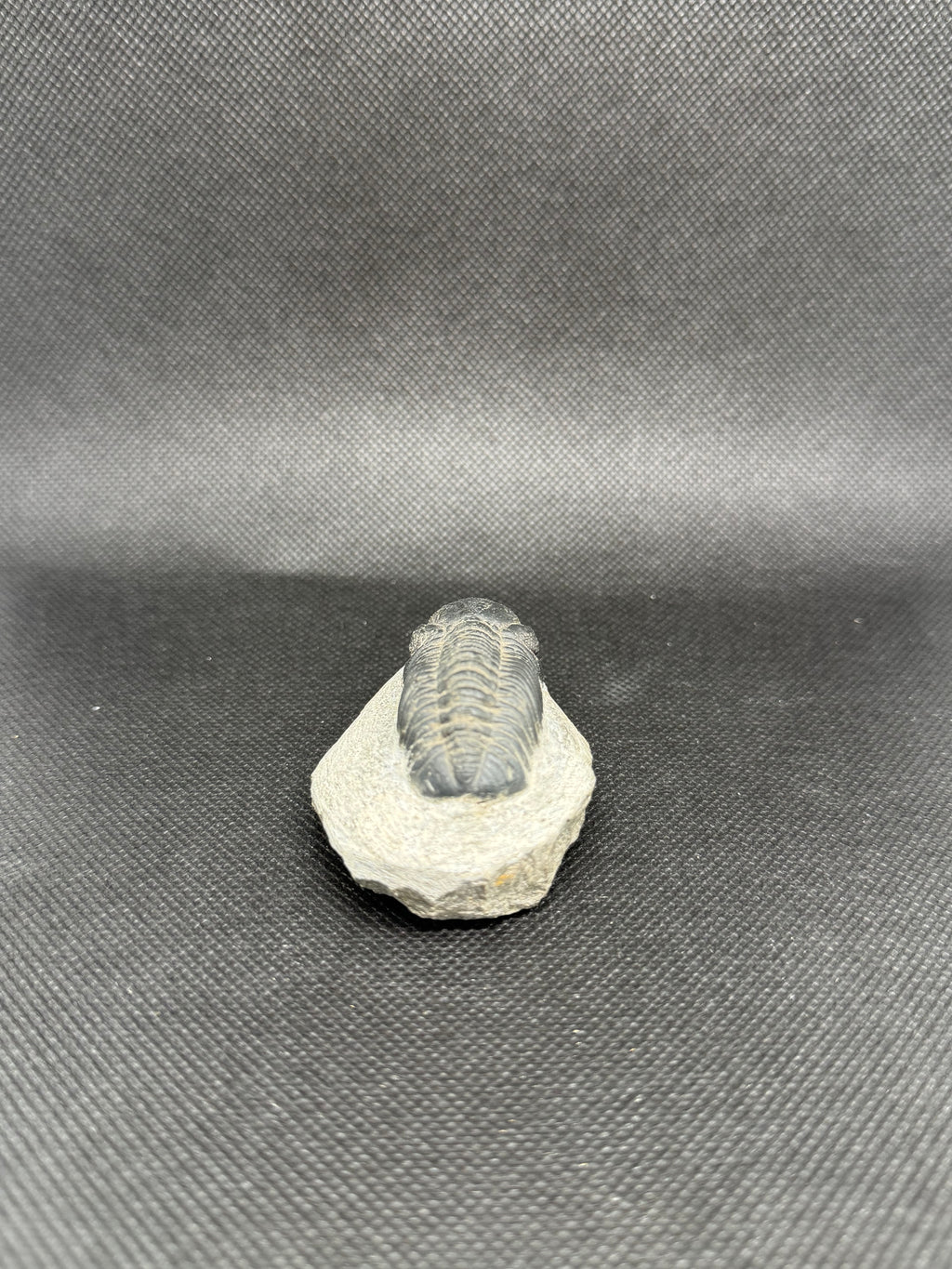 Trilobite
