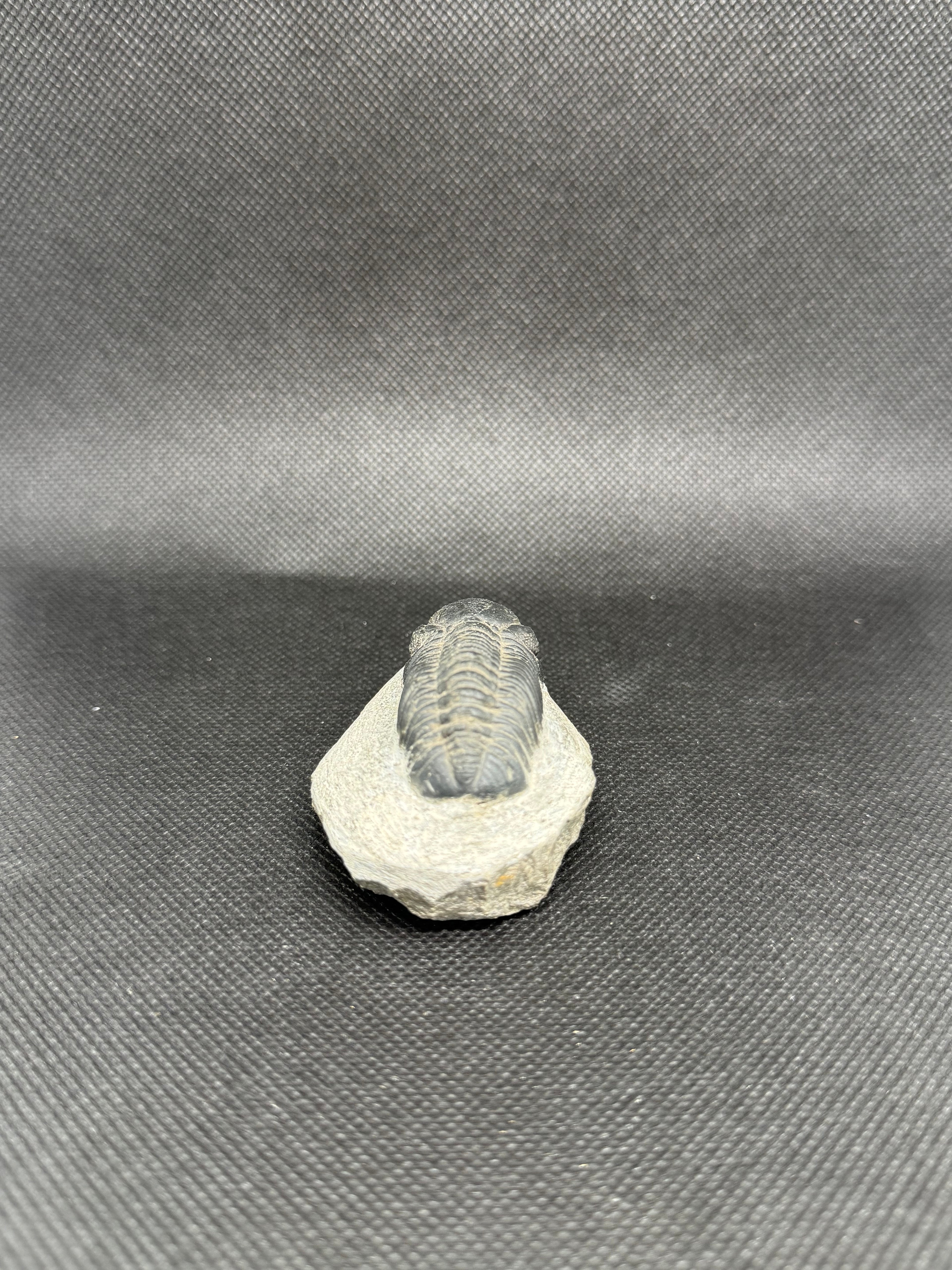 Trilobite