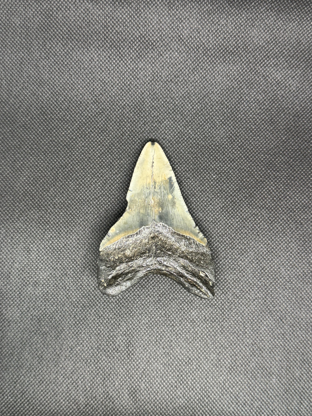 Megalodon