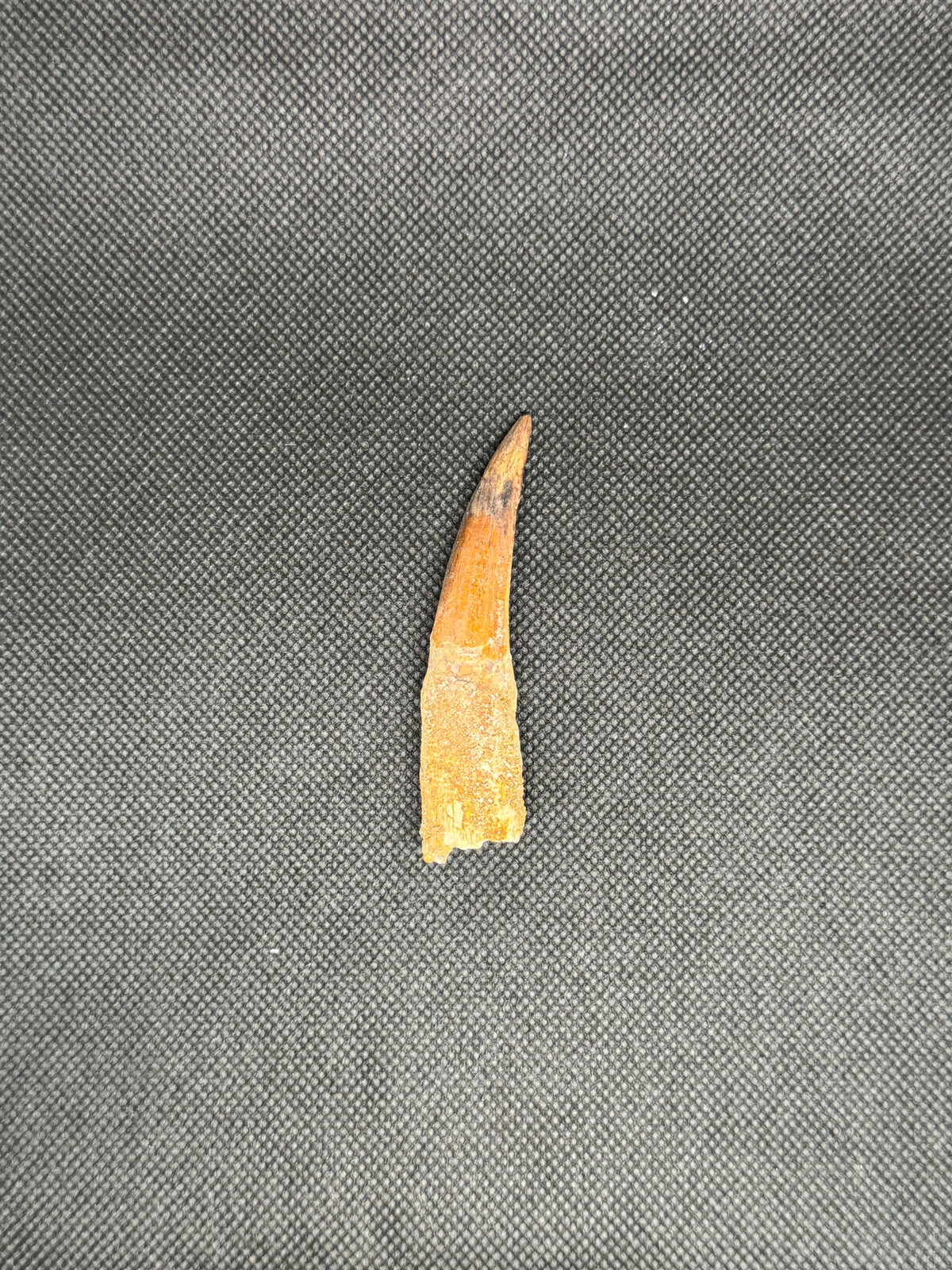 Spinosaurus Maroccanus