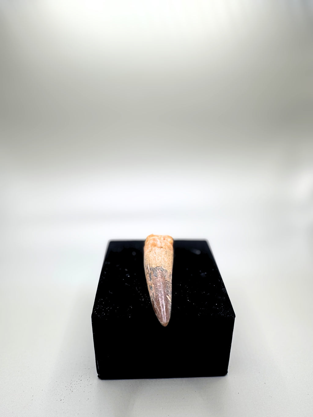 SPINOSAURUS TEETH