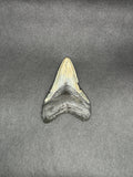 Megalodon