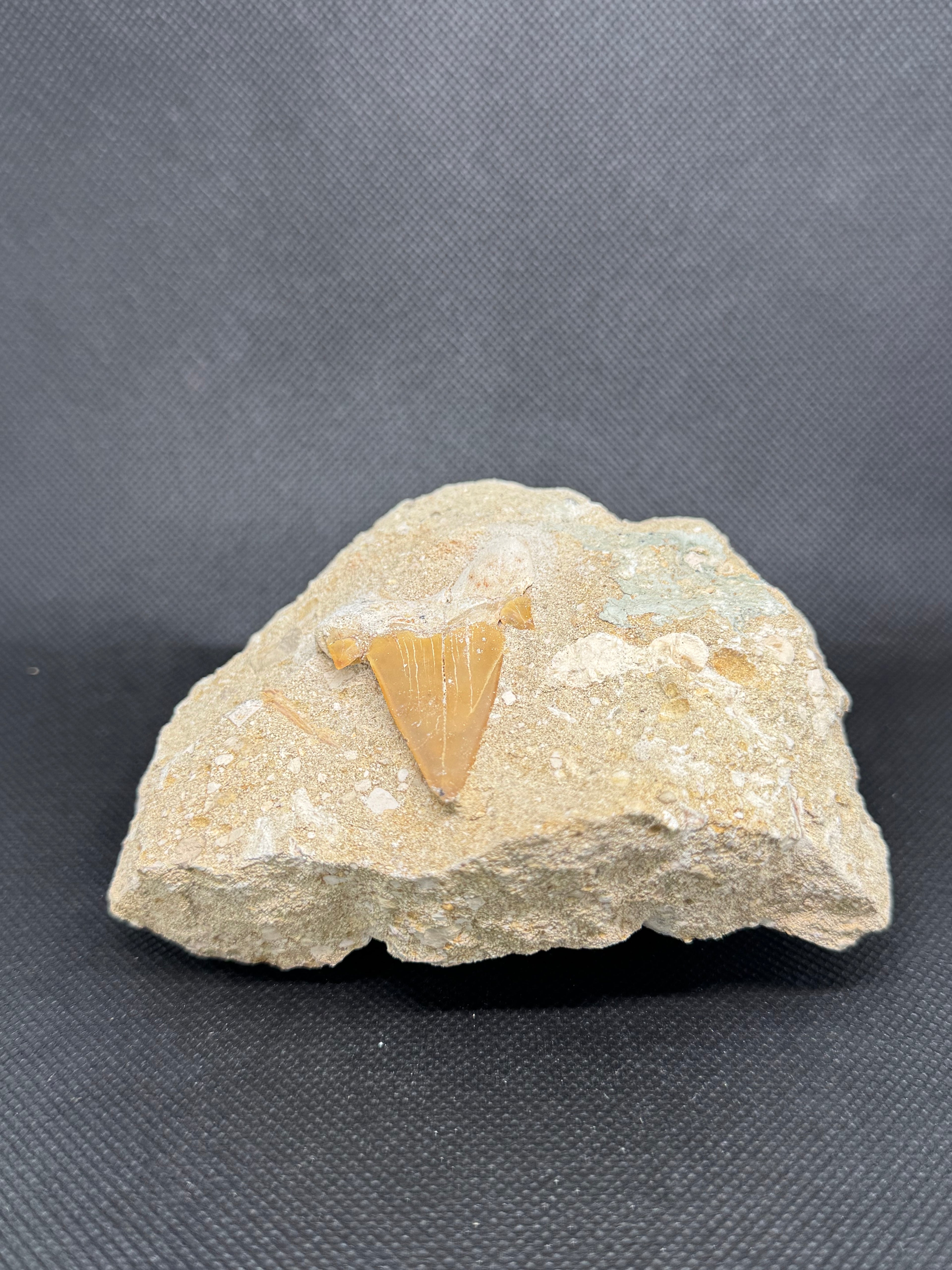Shark Tooth