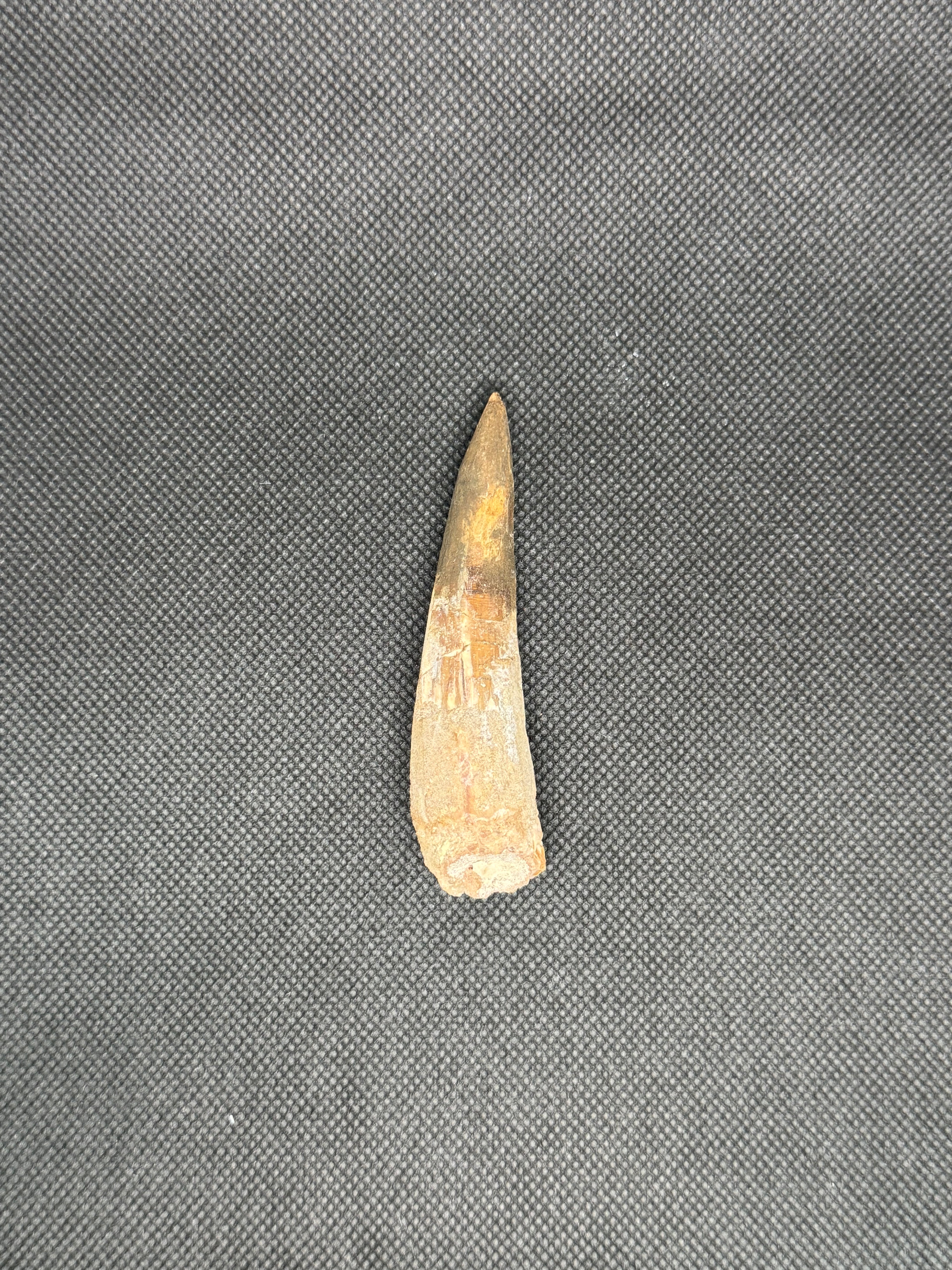 Spinosaurus Maroccanus