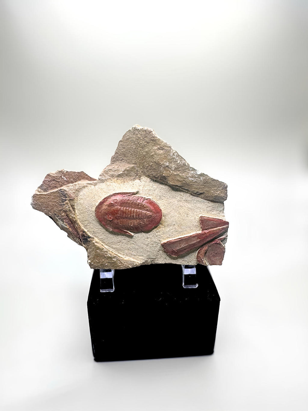 Trilobite