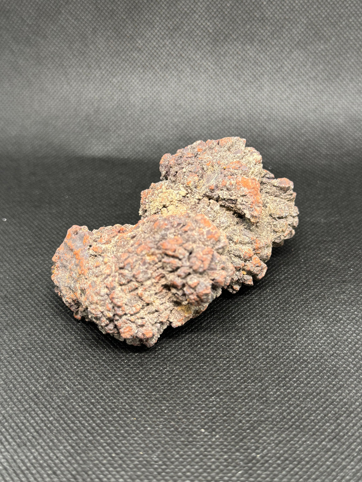 Coprolite