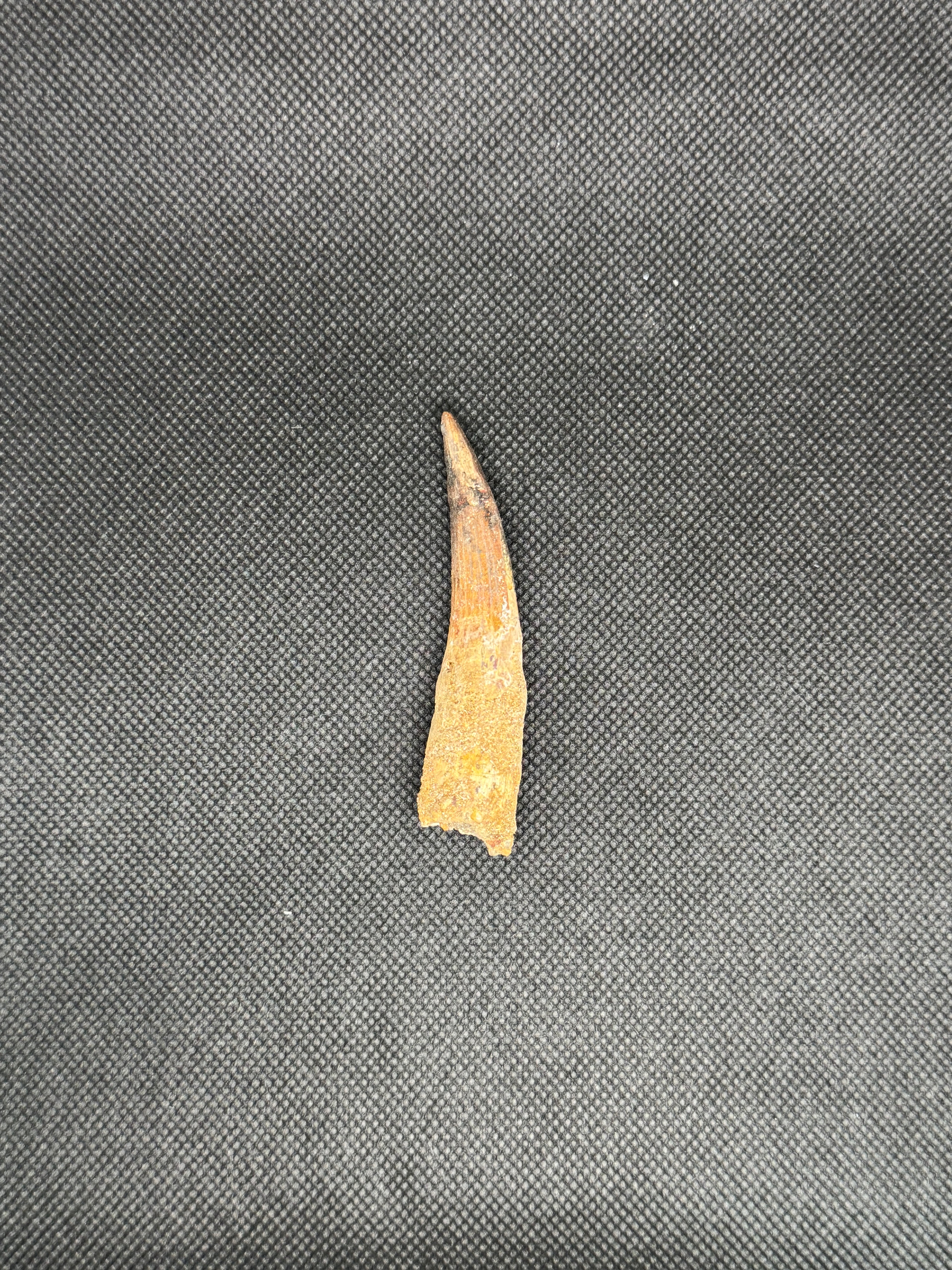 Spinosaurus Maroccanus