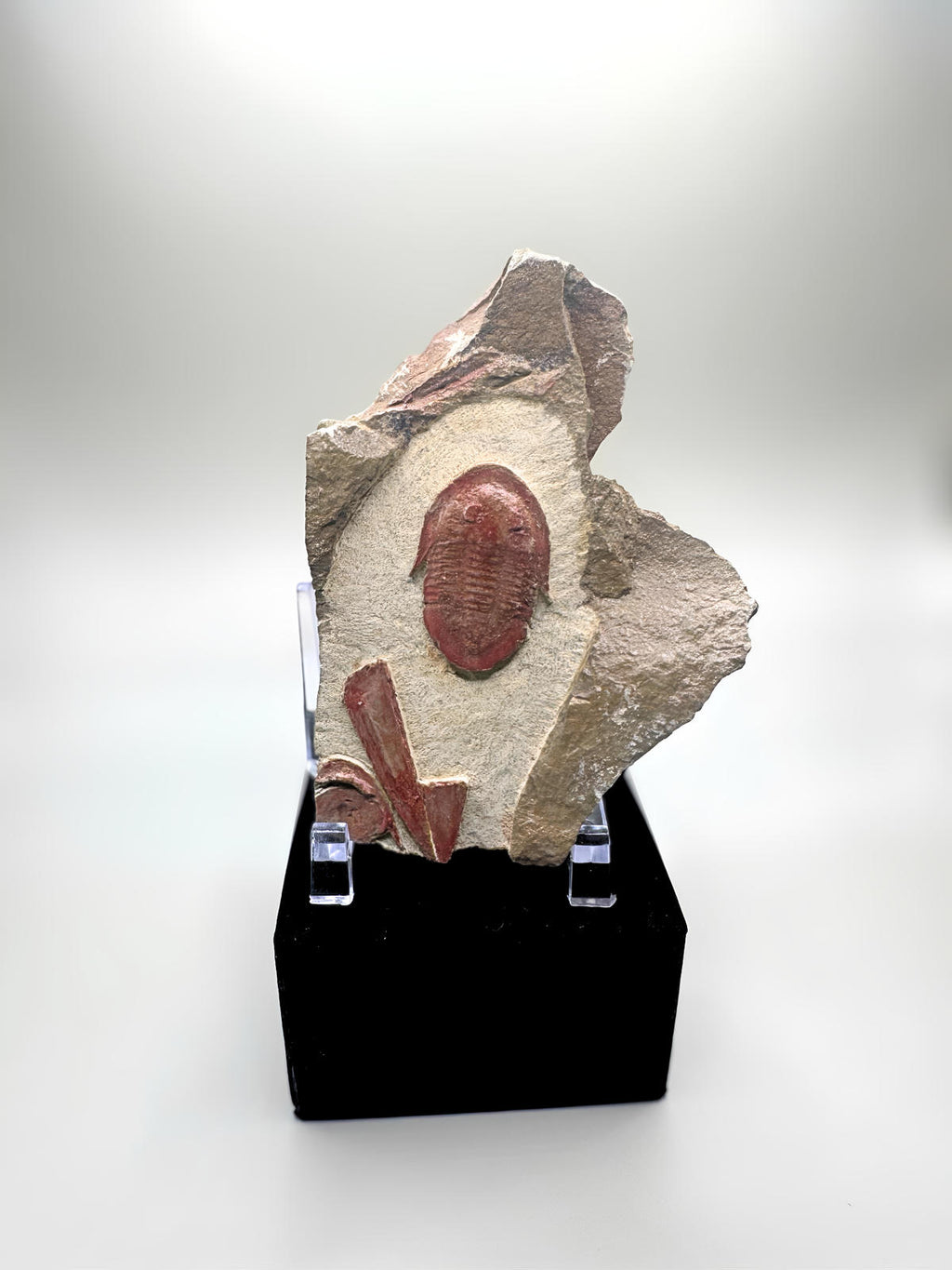Trilobite