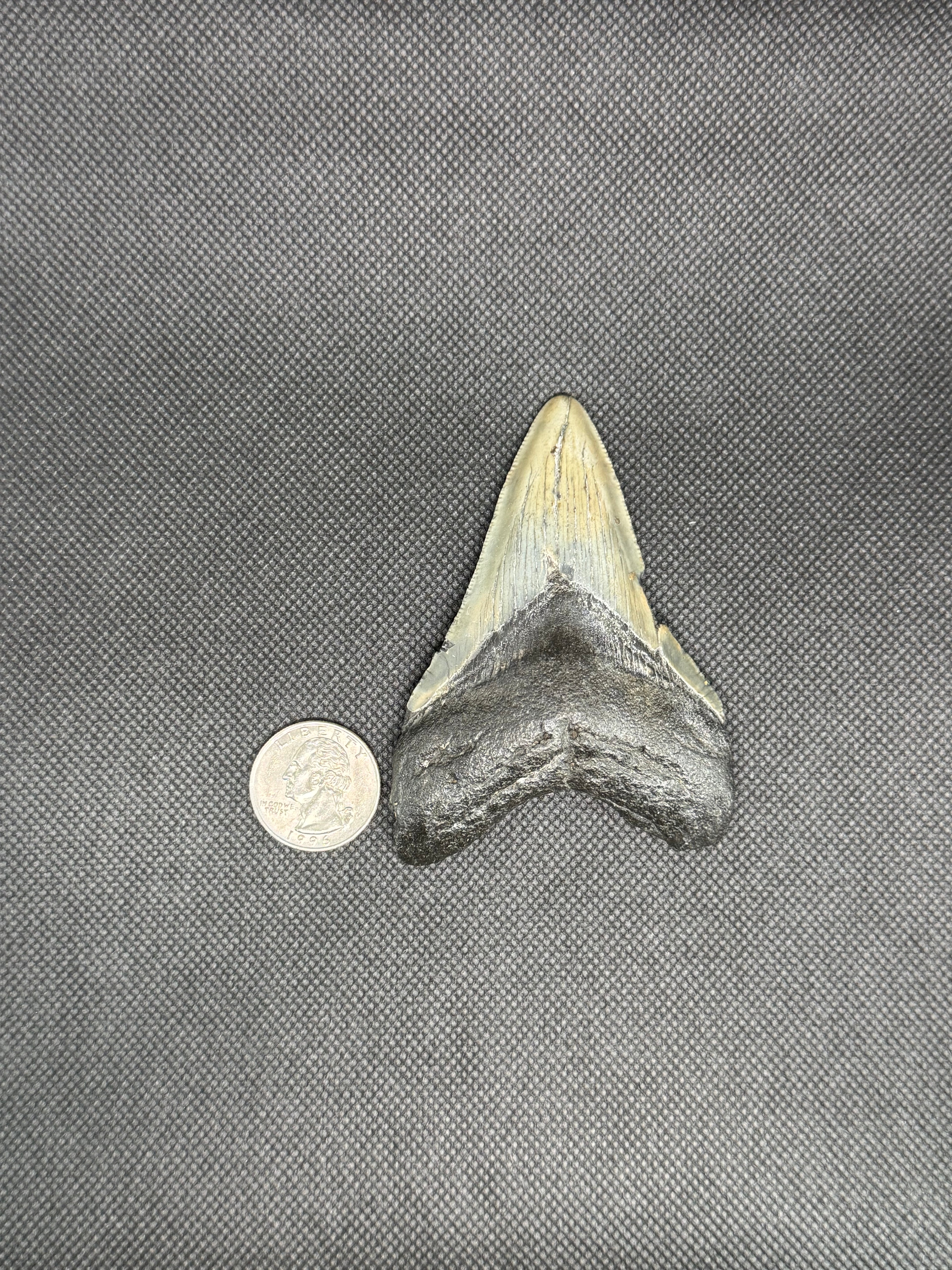 Megalodon