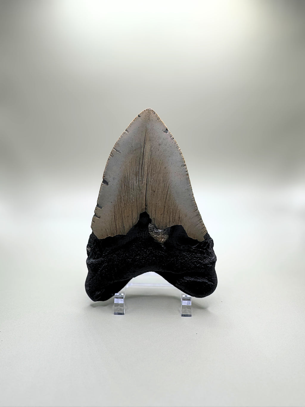 MEGALODON TOOTH