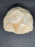 Shark Tooth