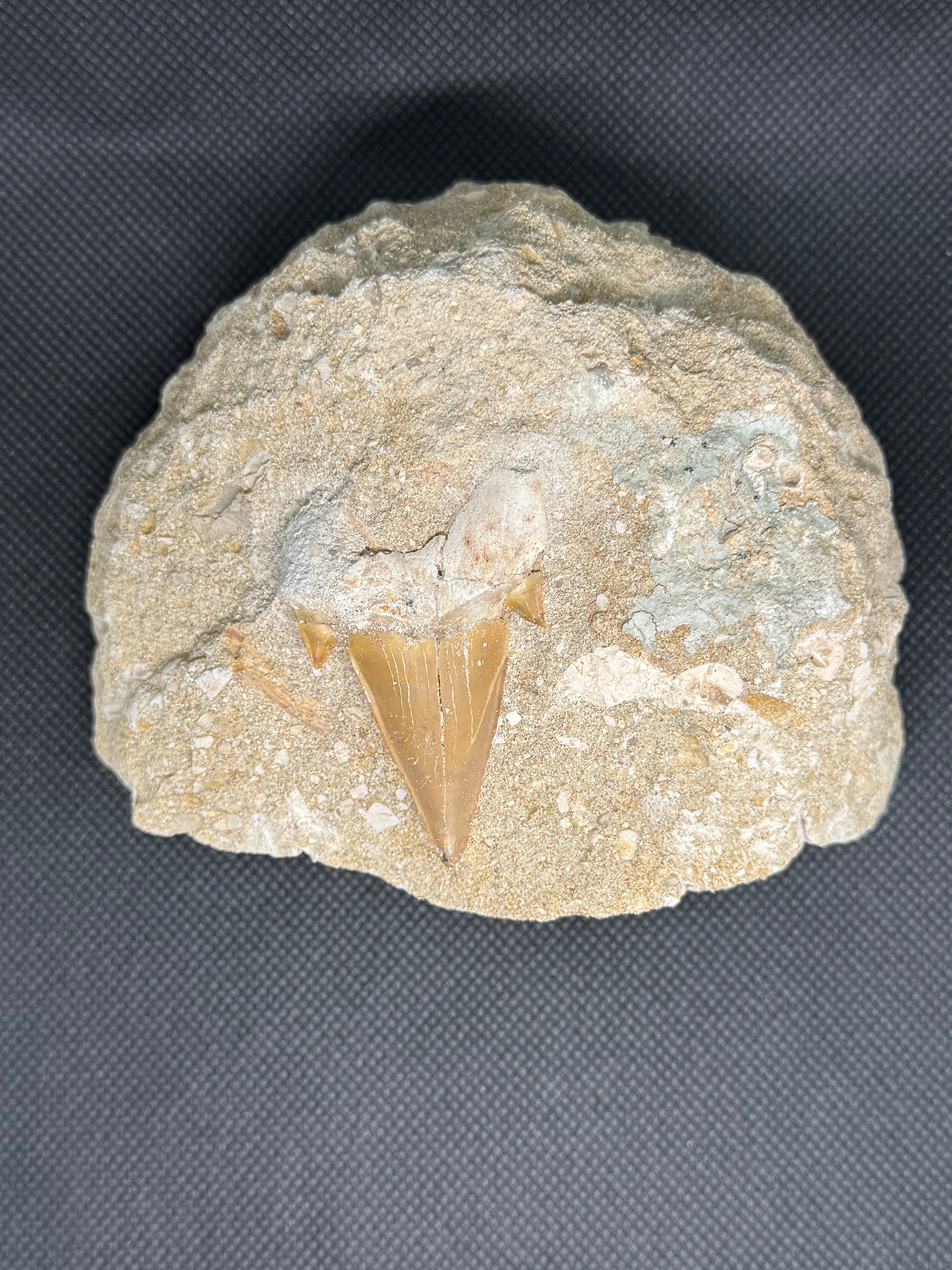 Shark Tooth
