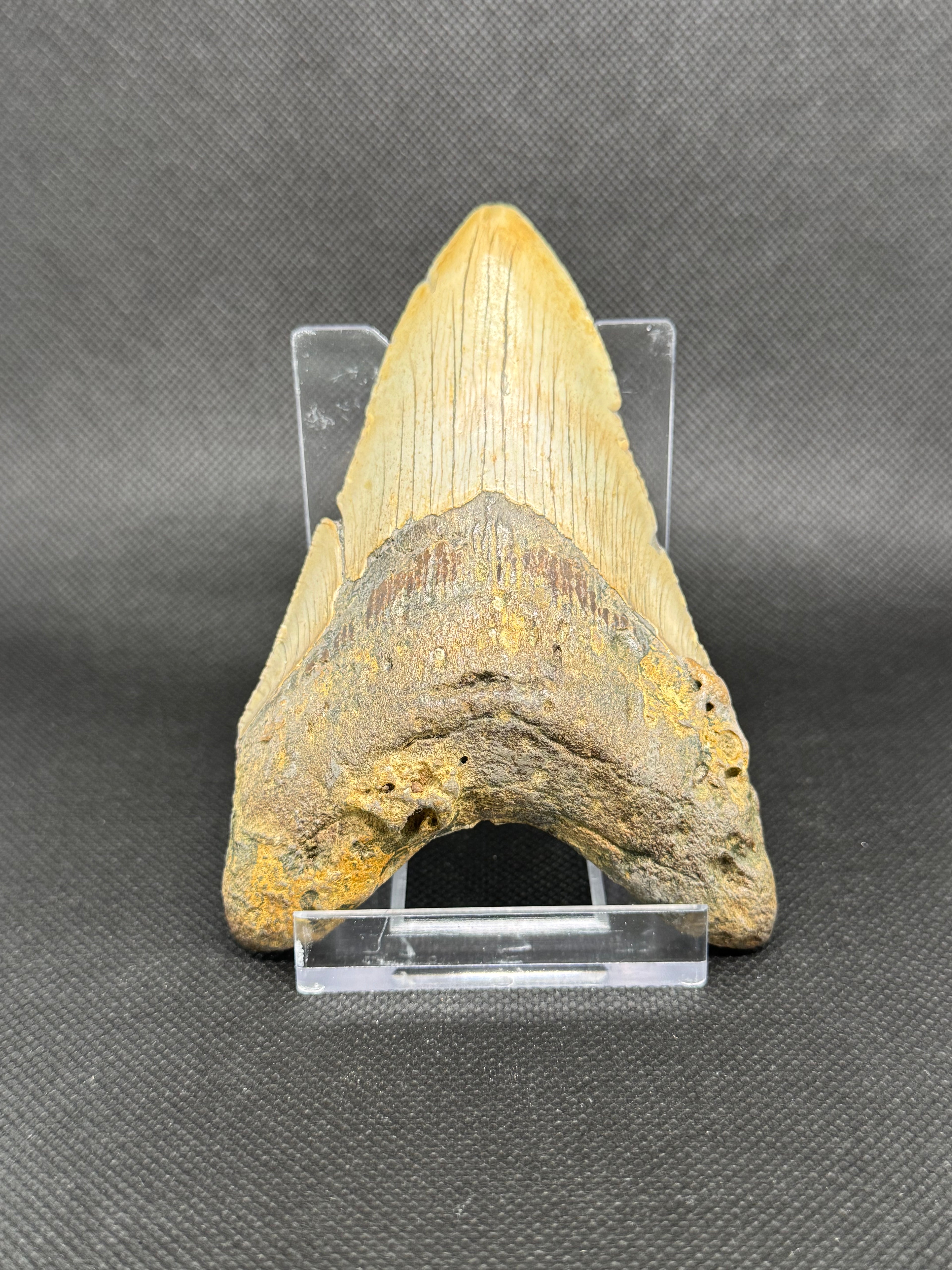 Megalodon