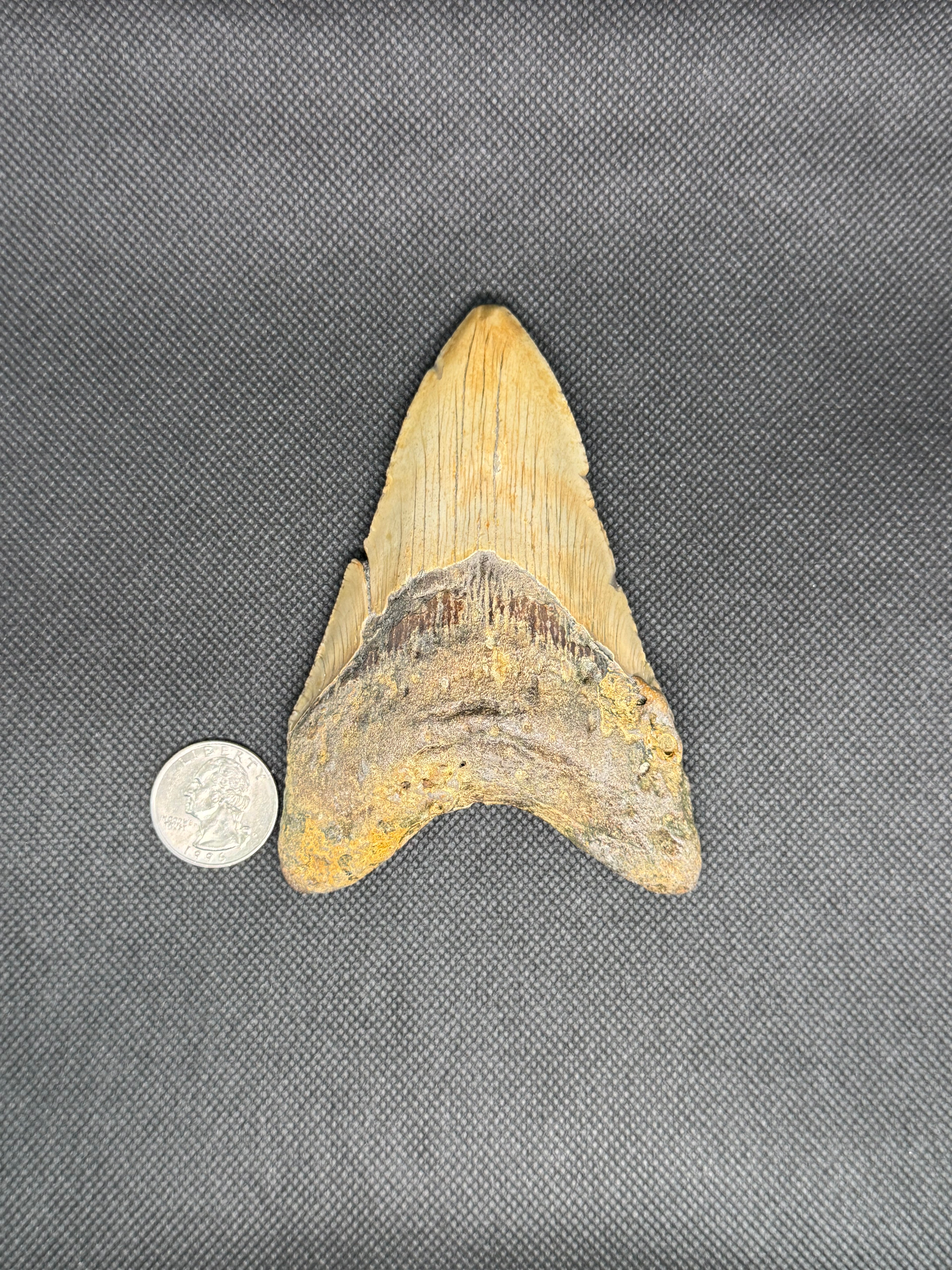 Megalodon