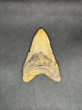 Megalodon