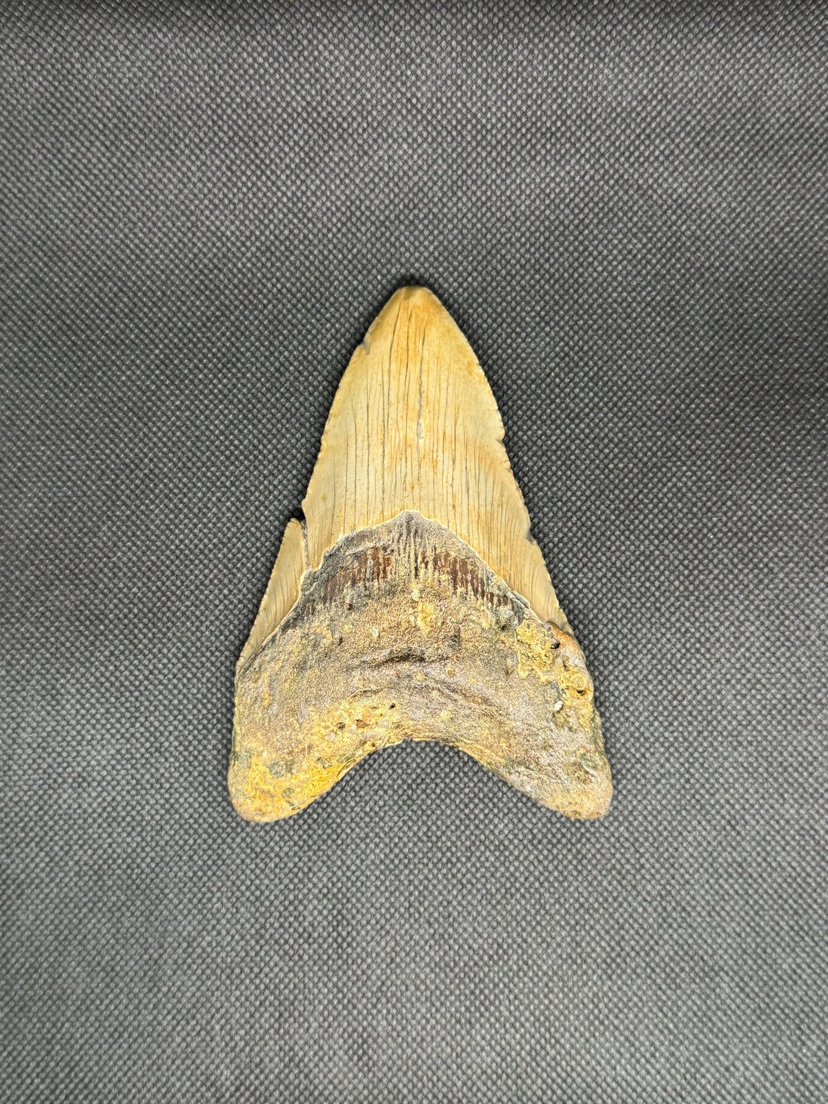 Megalodon