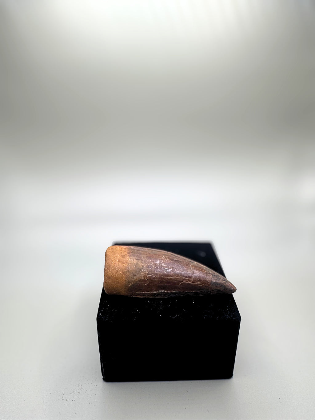 CARCHARODONTOSAURUS SAHARICUS (AFRICAN T. REX)