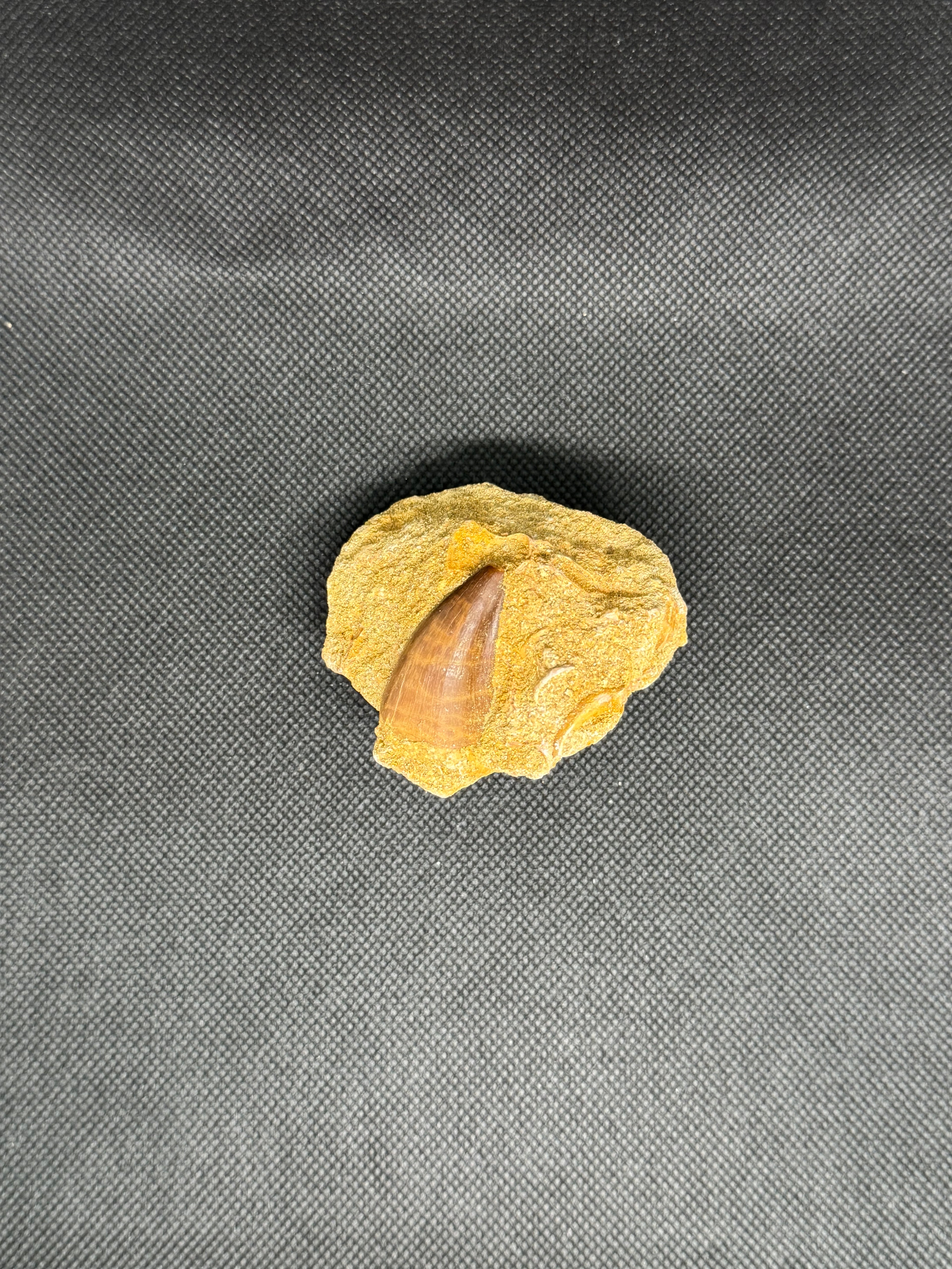 Reptile Mosasaur Tooth