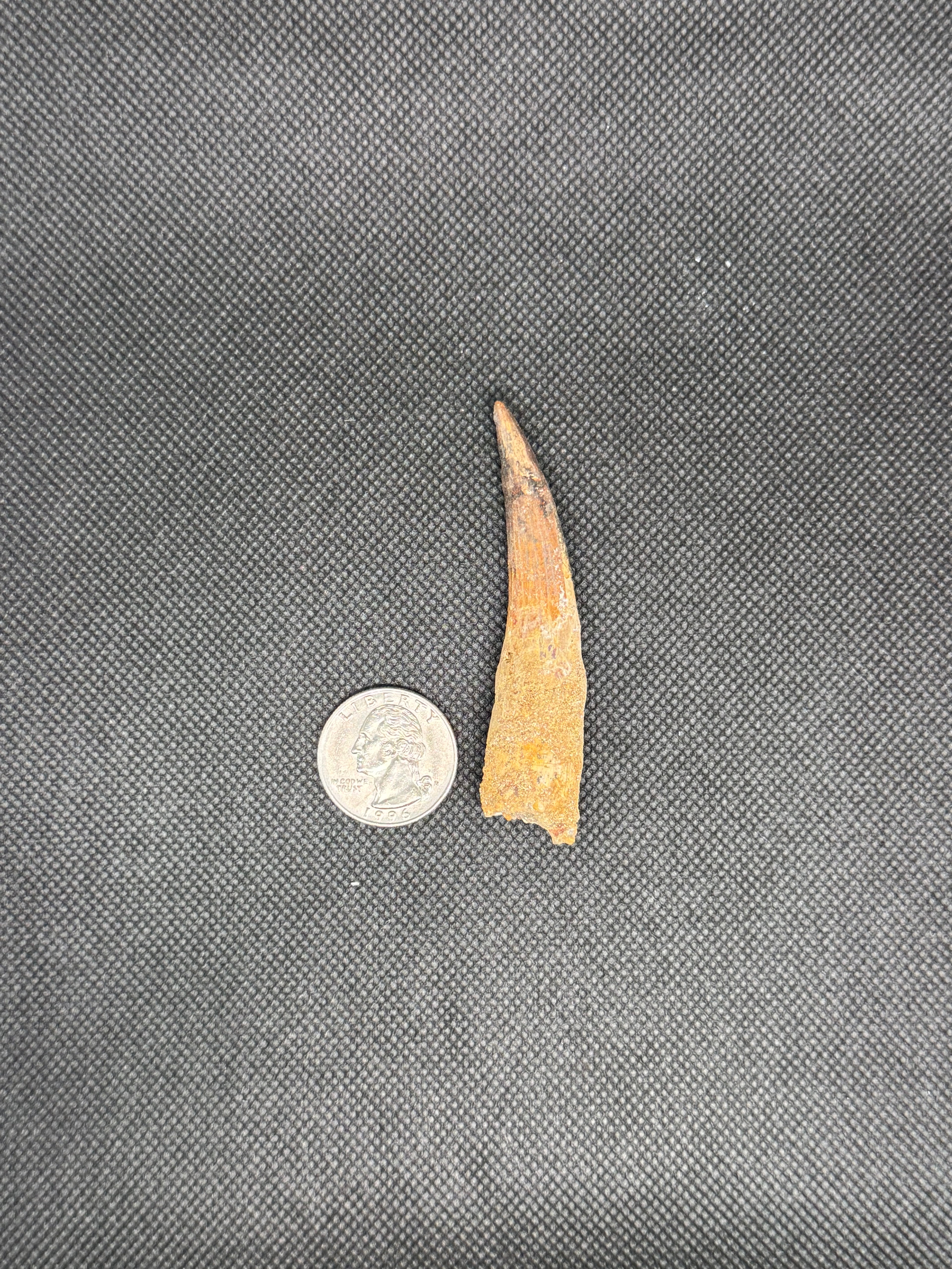 Spinosaurus Maroccanus