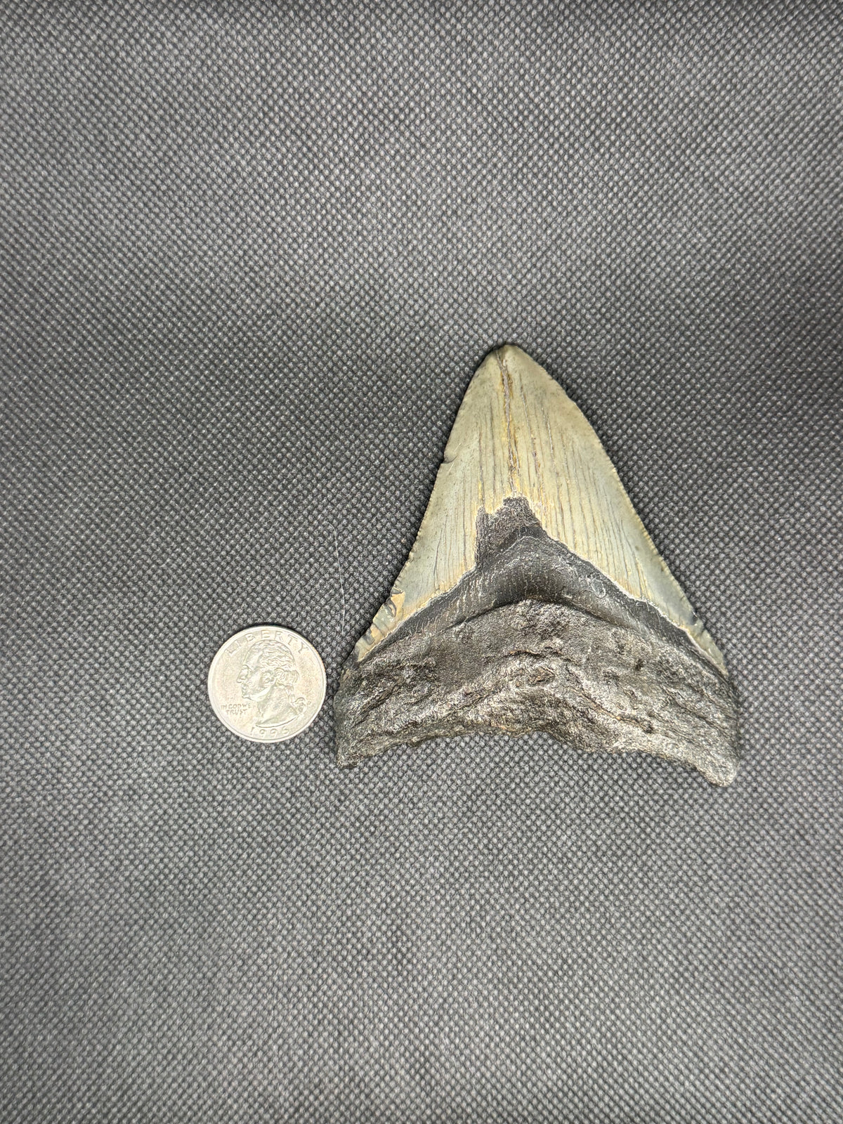Megalodon