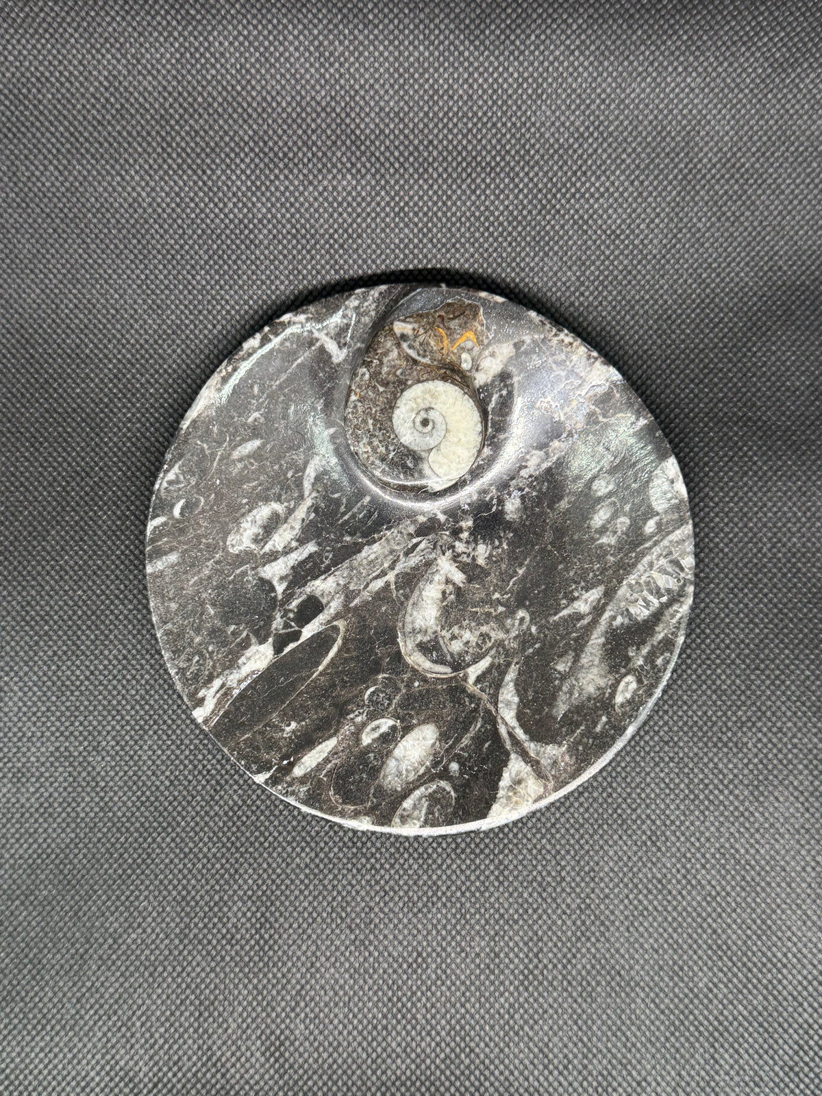 Fossil Plate
