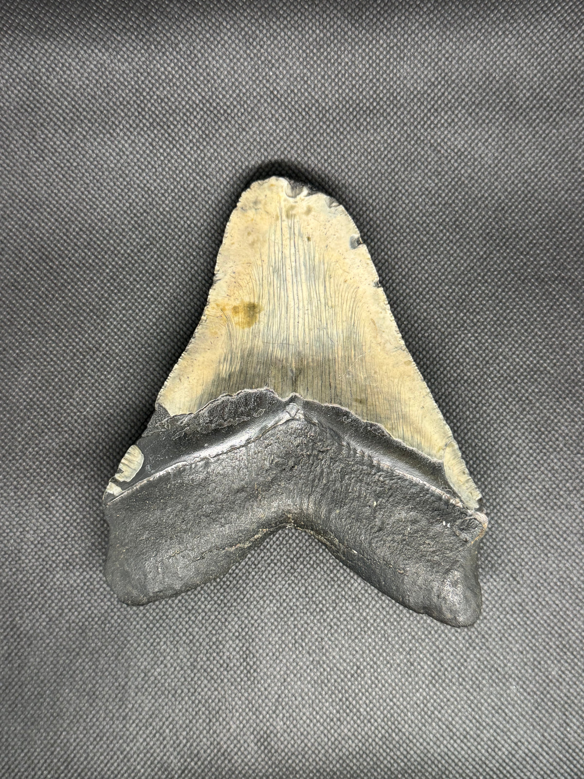 Megalodon