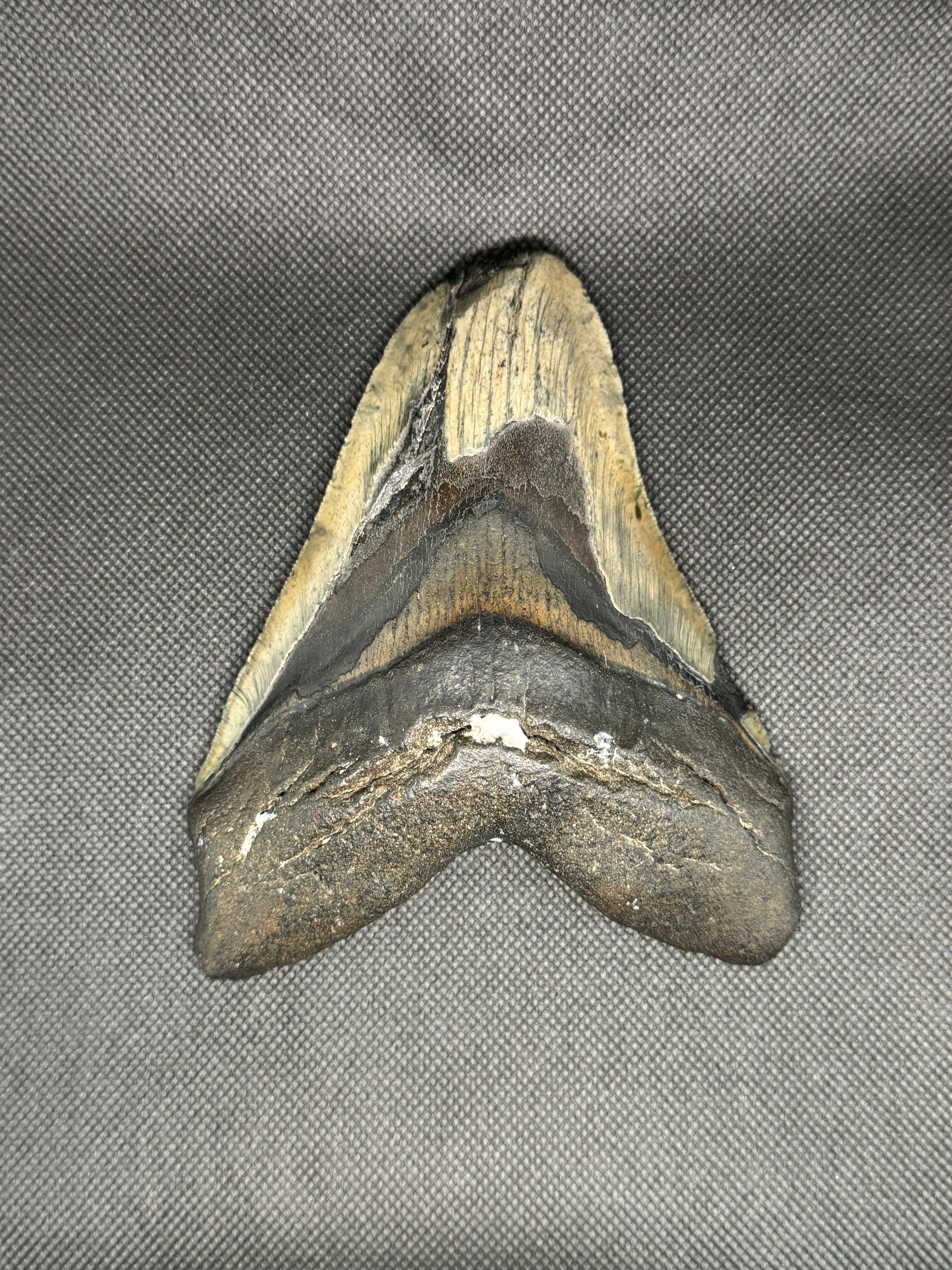 Megalodon