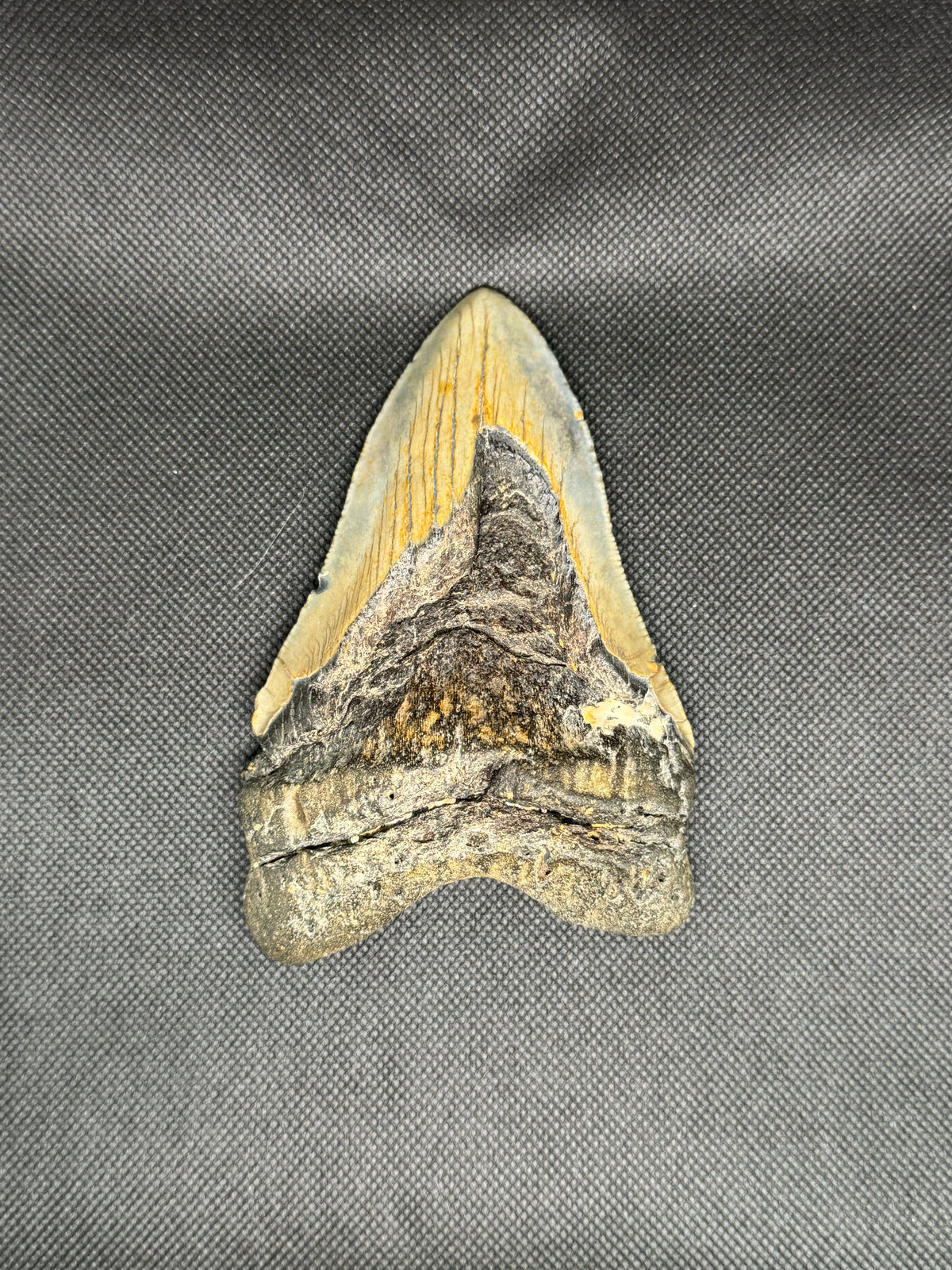 Megalodon