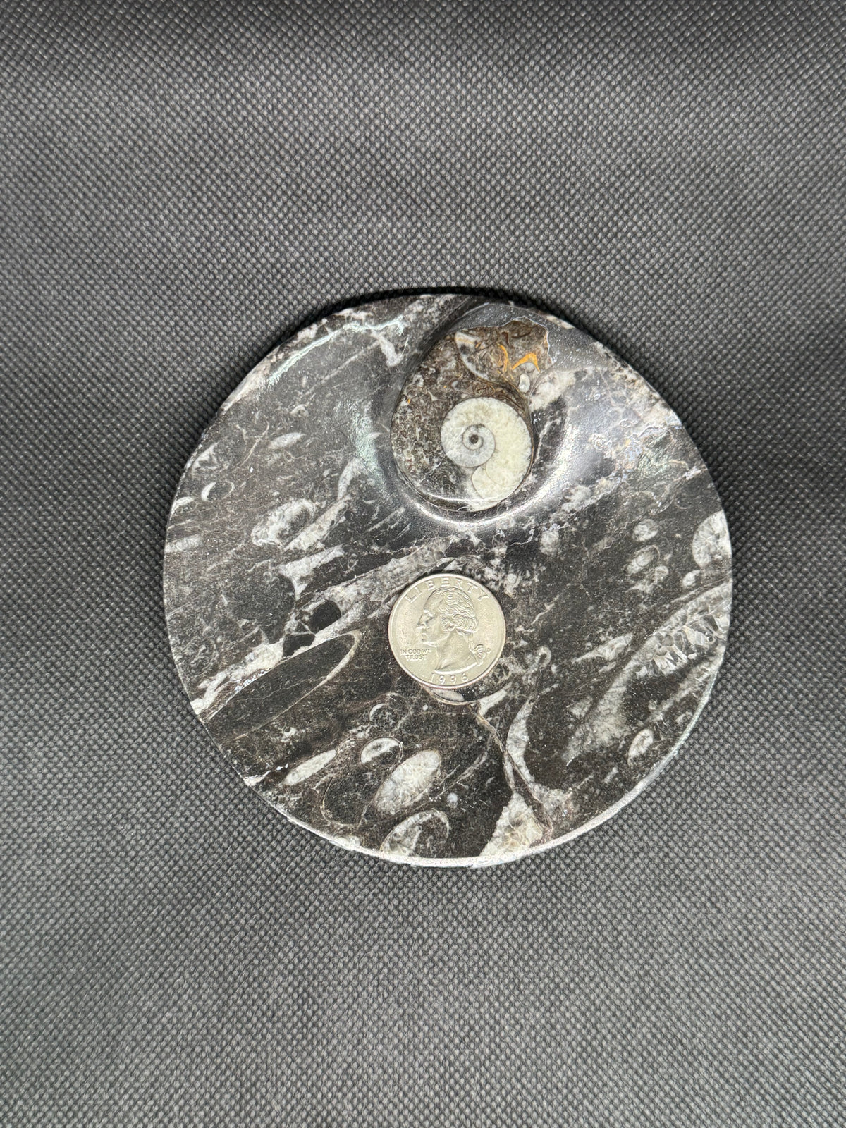 Fossil Plate