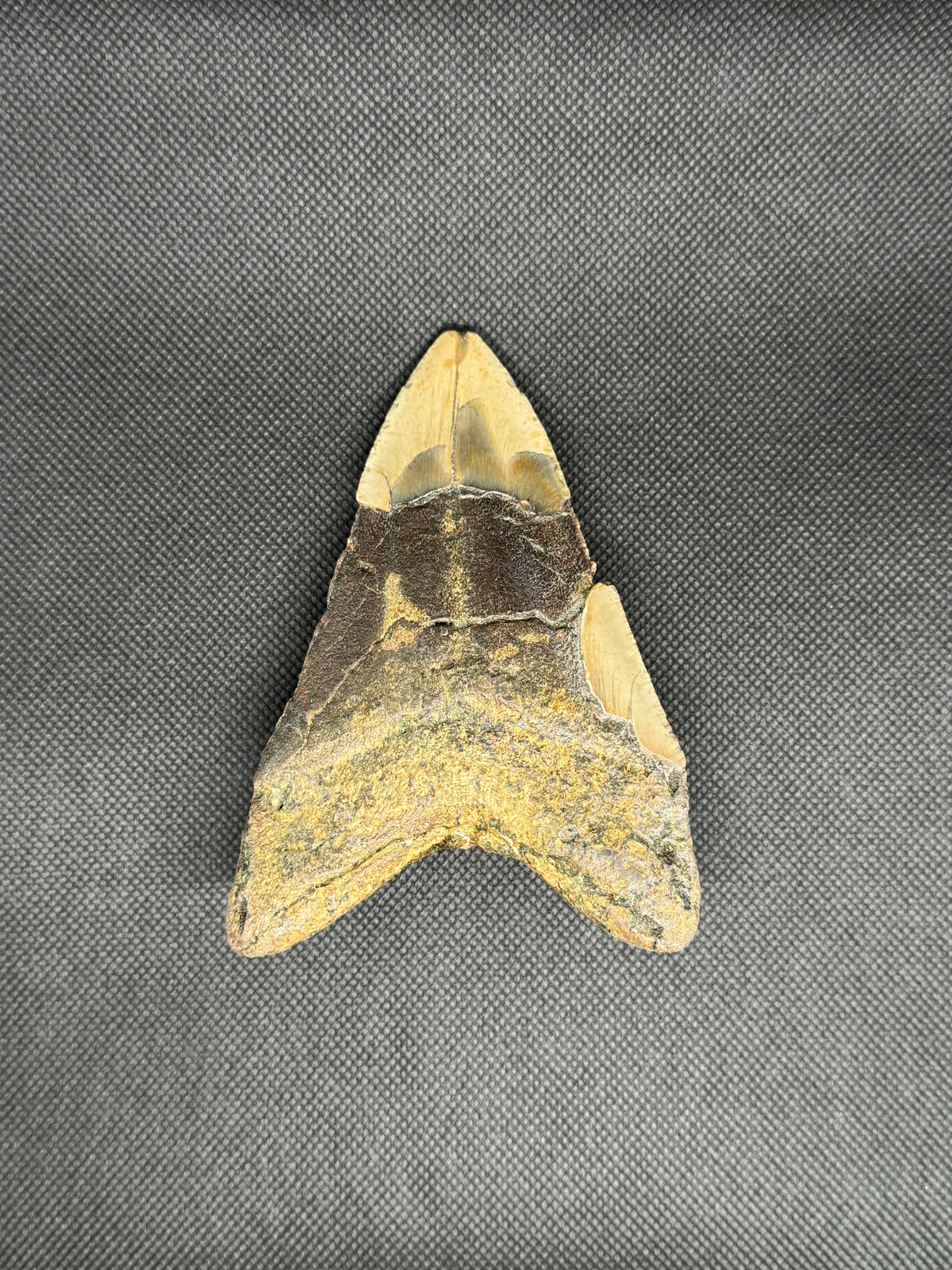 Megalodon