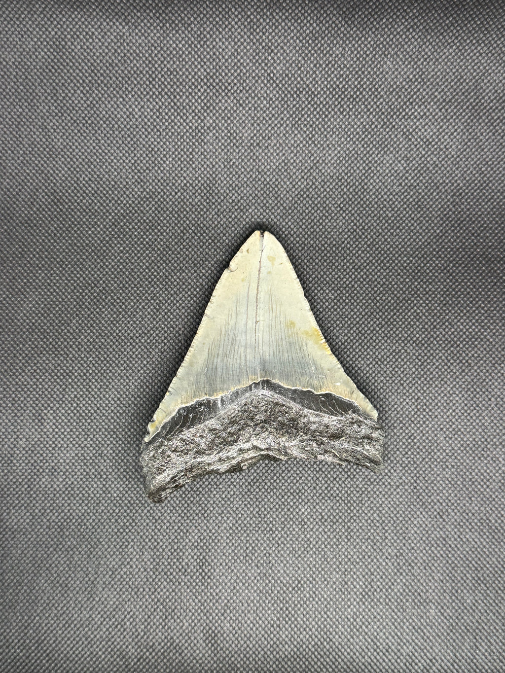 Megalodon