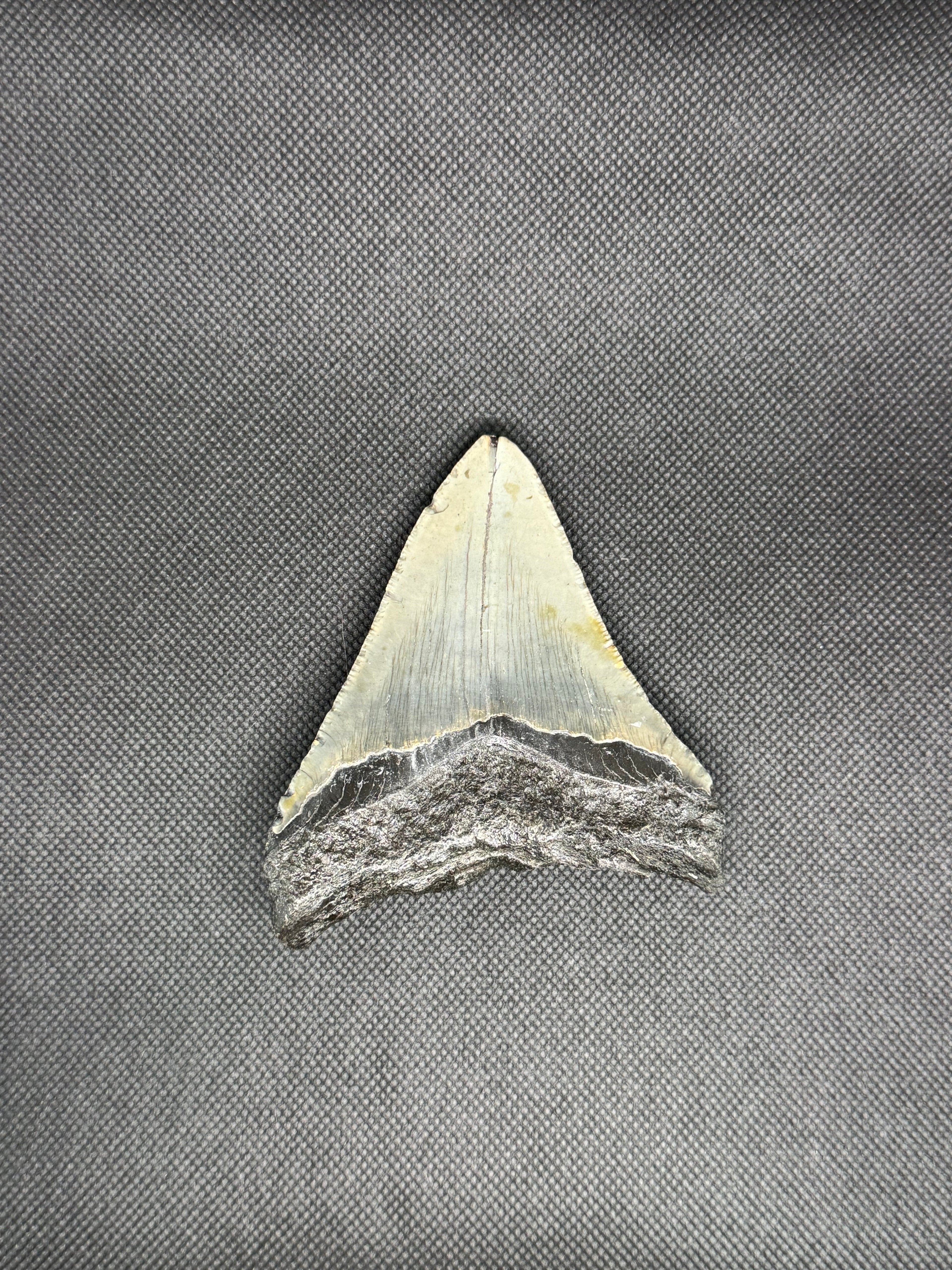 Megalodon