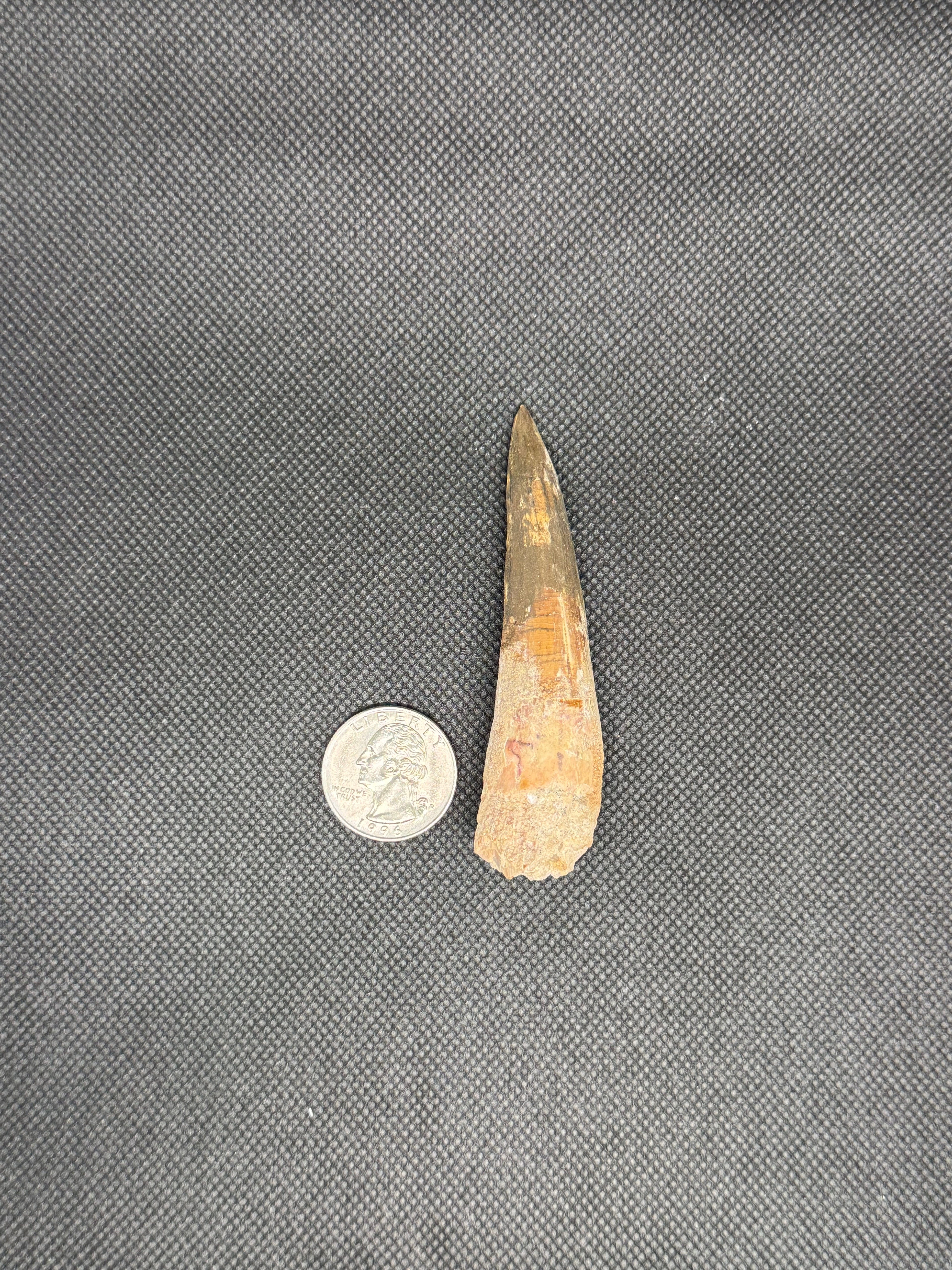 Spinosaurus Maroccanus