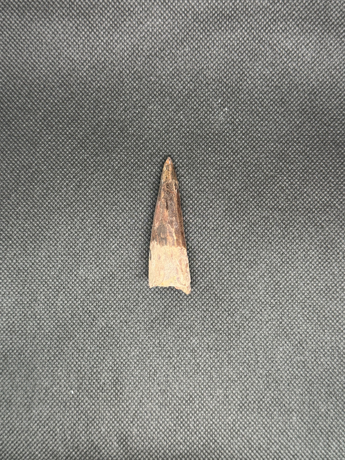 Spinosaurus Maroccanus